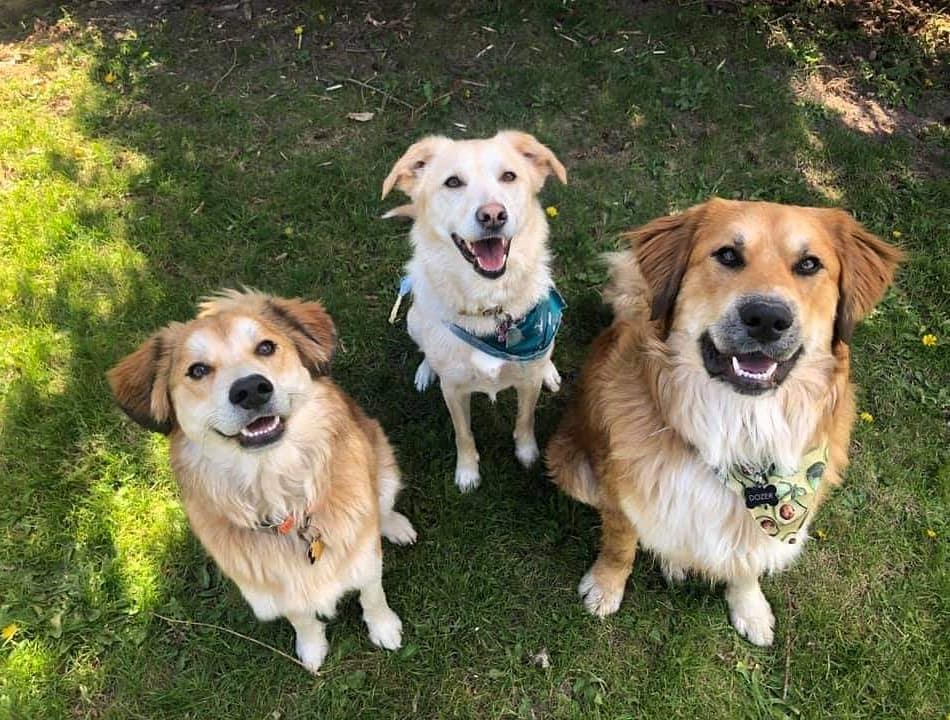 NATIONAL RESCUE DOG DAY

Is there a better day of the year!? 
Thank you to all of our supporters who help us continue our mission to our volunteers, donors, and social media advocates! 

Pictured below (left to right) is Brutus, Khloe & Dozer. Khloe was adopted in 2018 by her mom, Taylor. Taylor's sister, Willow, soon learned that she couldn't be without a rescue dog either so she adopted Brutus as a puppy! Well, the family just couldn't get enough and recently added Dozer to the clan. Three peas in a pod! We love watching this family of WAAGR dogs! 

What is your rescue dog's story?
-
-
-
<a target='_blank' href='https://www.instagram.com/explore/tags/nationalrescuedogday/'>#nationalrescuedogday</a> <a target='_blank' href='https://www.instagram.com/explore/tags/wiadoptagolden/'>#wiadoptagolden</a> <a target='_blank' href='https://www.instagram.com/explore/tags/rescuedogsofinstagram/'>#rescuedogsofinstagram</a> <a target='_blank' href='https://www.instagram.com/explore/tags/rescuedogsrock/'>#rescuedogsrock</a> <a target='_blank' href='https://www.instagram.com/explore/tags/rescuedismyfavoritebreed/'>#rescuedismyfavoritebreed</a> <a target='_blank' href='https://www.instagram.com/explore/tags/dogsofinstagram/'>#dogsofinstagram</a> <a target='_blank' href='https://www.instagram.com/explore/tags/dogs/'>#dogs</a> <a target='_blank' href='https://www.instagram.com/explore/tags/welovedogs/'>#welovedogs</a>