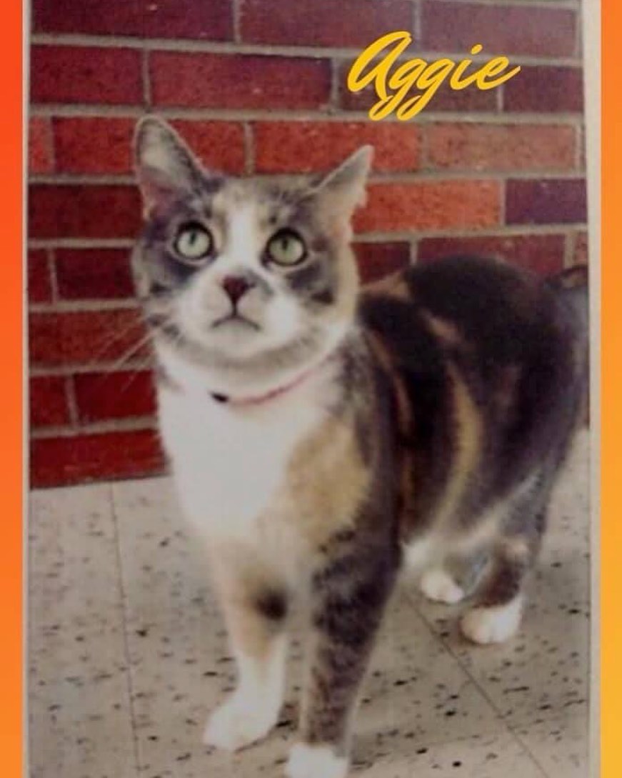 🧡💛🧡Cat of the Day🧡💛🧡
 💛🧡💛AGGIE💛🧡💛
AGGIE is a lovebug when it comes to people but she does not really care for other animals.  She doesn’t mind being loved on.  She did great with a young boy who volunteers.  She purred the whole time she was held and scratched by the young volunteer.  Aggie came to us as a FRONT DECLAW.
DOB: February 2015
Check out her short video on YouTube.
<a target='_blank' href='https://www.instagram.com/explore/tags/faithful2felines/'>#faithful2felines</a>