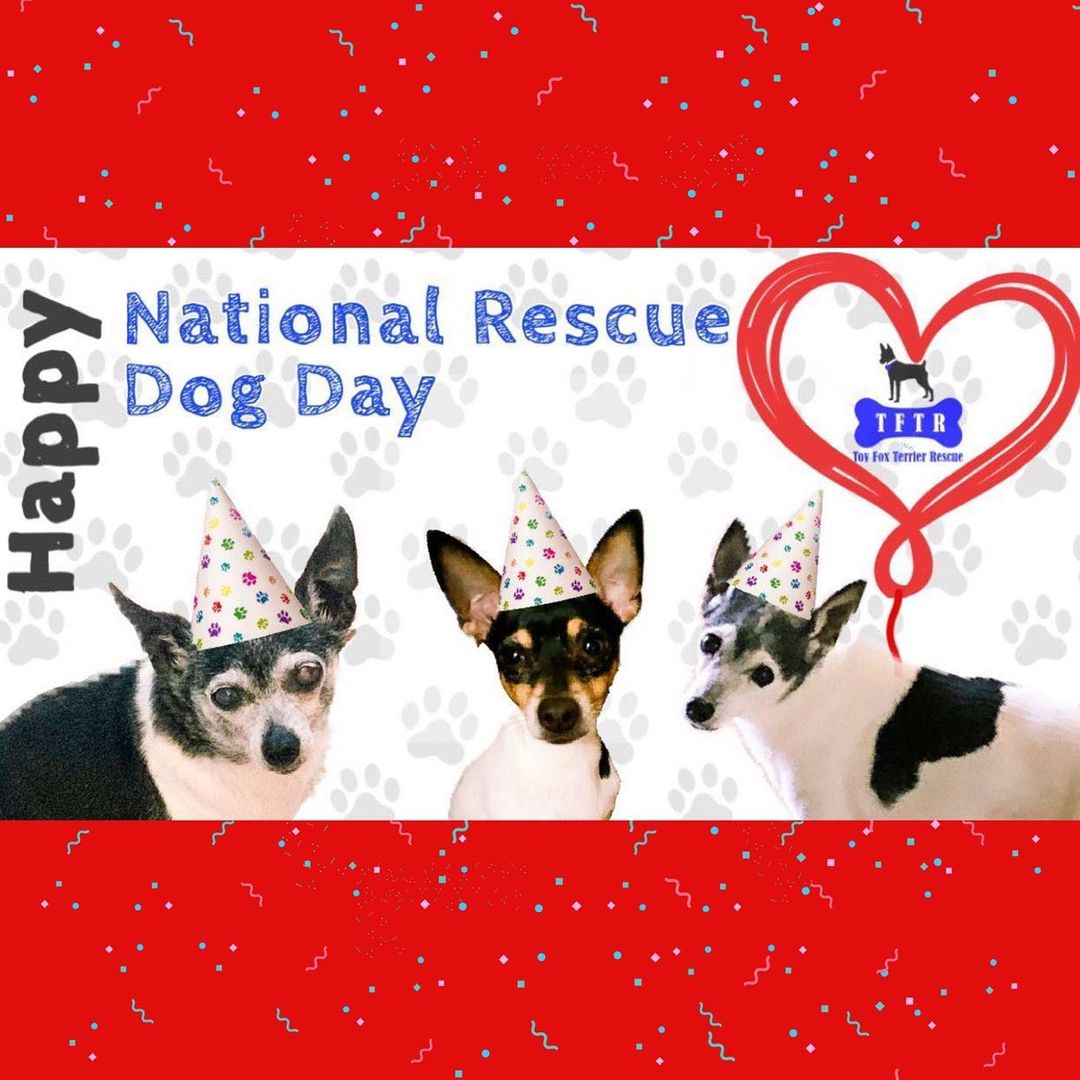 Celebrating rescue dogs today and everyday! <a target='_blank' href='https://www.instagram.com/explore/tags/nationalrescuedogday/'>#nationalrescuedogday</a> <a target='_blank' href='https://www.instagram.com/explore/tags/toyfoxterriers/'>#toyfoxterriers</a> <a target='_blank' href='https://www.instagram.com/explore/tags/toyfoxterriersofinstagram/'>#toyfoxterriersofinstagram</a> <a target='_blank' href='https://www.instagram.com/explore/tags/toyfoxterrierrescue/'>#toyfoxterrierrescue</a>