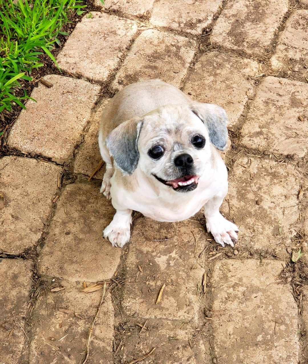 Helena is a 5 yr old , 15 lb ,  Female,  Lhasa Apso.  She is current on shots,  needs a spay and to have my Vet check her out.
Looks like she ad a hot spot on her back close to her tail and was shaved down completely. 
Thank you for picking her up for me today  Christina Caiñas Harrell