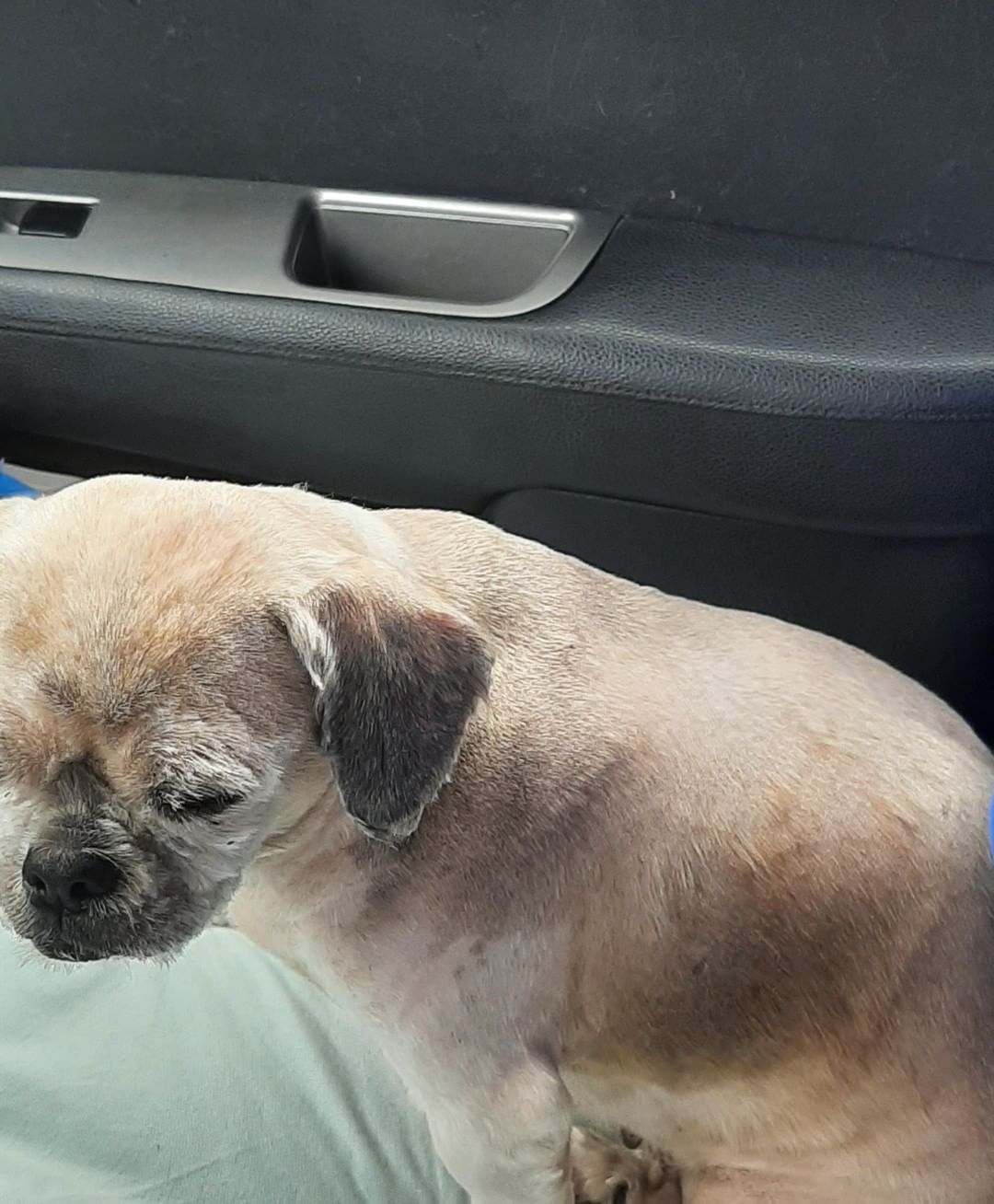 Helena is a 5 yr old , 15 lb ,  Female,  Lhasa Apso.  She is current on shots,  needs a spay and to have my Vet check her out.
Looks like she ad a hot spot on her back close to her tail and was shaved down completely. 
Thank you for picking her up for me today  Christina Caiñas Harrell