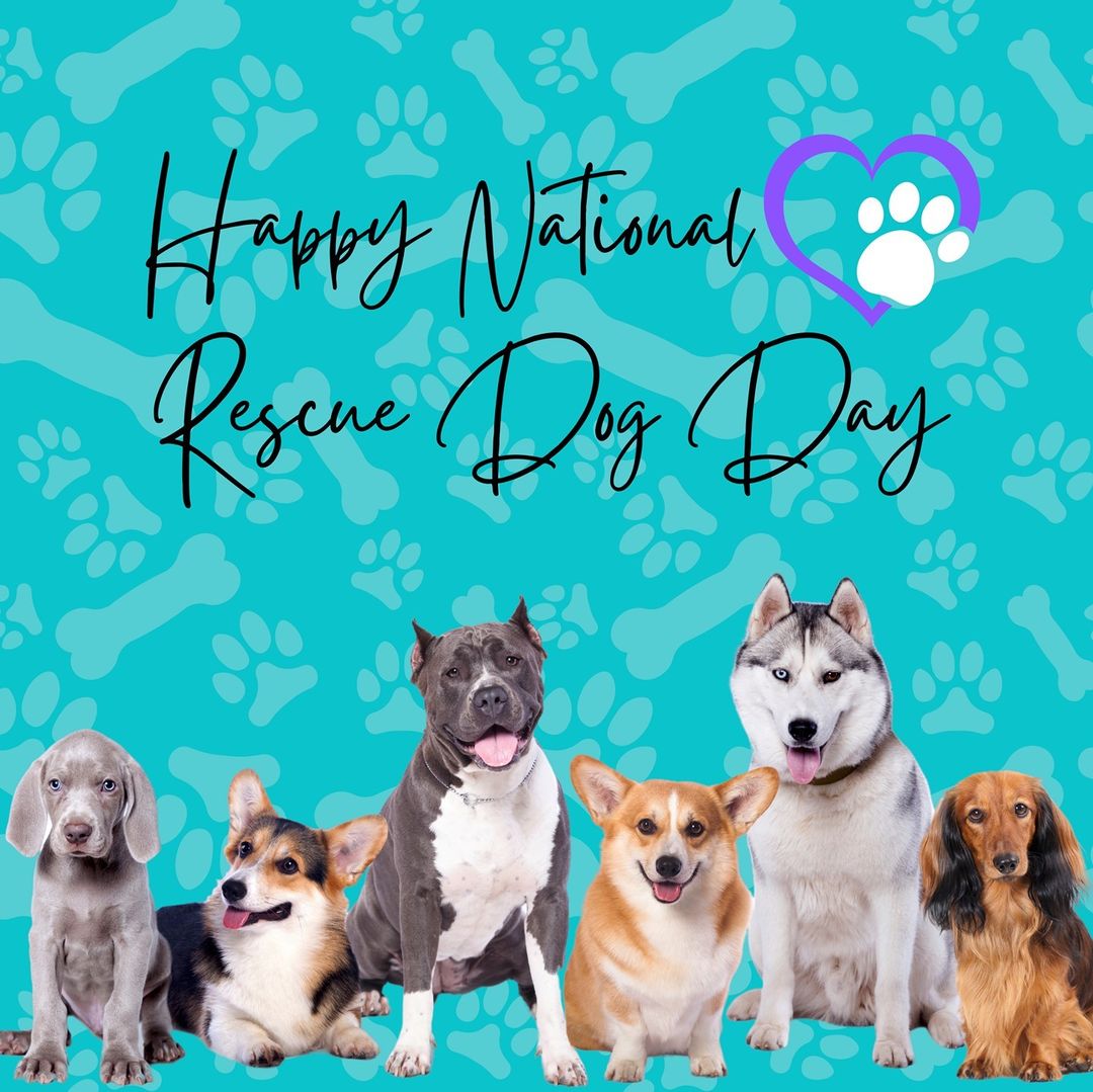 🐾 Rescue dogs are the best! 🐾 

<a target='_blank' href='https://www.instagram.com/explore/tags/adoptdontshop/'>#adoptdontshop</a> <a target='_blank' href='https://www.instagram.com/explore/tags/nationalrescuedogday/'>#nationalrescuedogday</a> 
<a target='_blank' href='https://www.instagram.com/explore/tags/adoptionrocks/'>#adoptionrocks</a> <a target='_blank' href='https://www.instagram.com/explore/tags/rescuedog/'>#rescuedog</a> <a target='_blank' href='https://www.instagram.com/explore/tags/adoptable/'>#adoptable</a> <a target='_blank' href='https://www.instagram.com/explore/tags/dog/'>#dog</a> <a target='_blank' href='https://www.instagram.com/explore/tags/foster/'>#foster</a> <a target='_blank' href='https://www.instagram.com/explore/tags/volunteer/'>#volunteer</a>
<a target='_blank' href='https://www.instagram.com/explore/tags/donate/'>#donate</a>