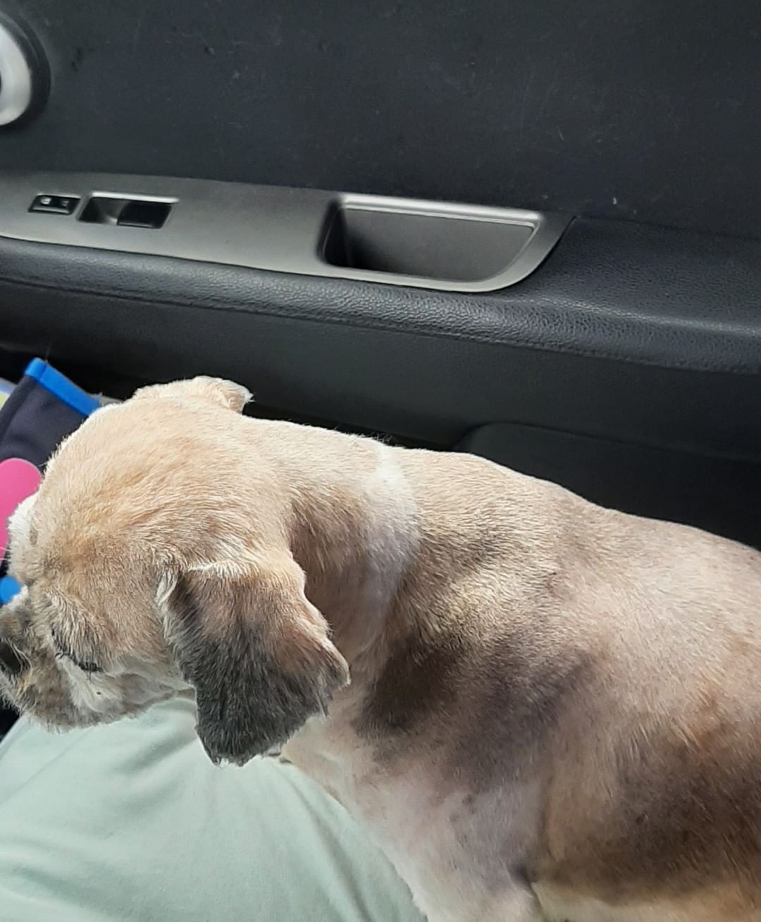 Helena is a 5 yr old , 15 lb ,  Female,  Lhasa Apso.  She is current on shots,  needs a spay and to have my Vet check her out.
Looks like she ad a hot spot on her back close to her tail and was shaved down completely. 
Thank you for picking her up for me today  Christina Caiñas Harrell