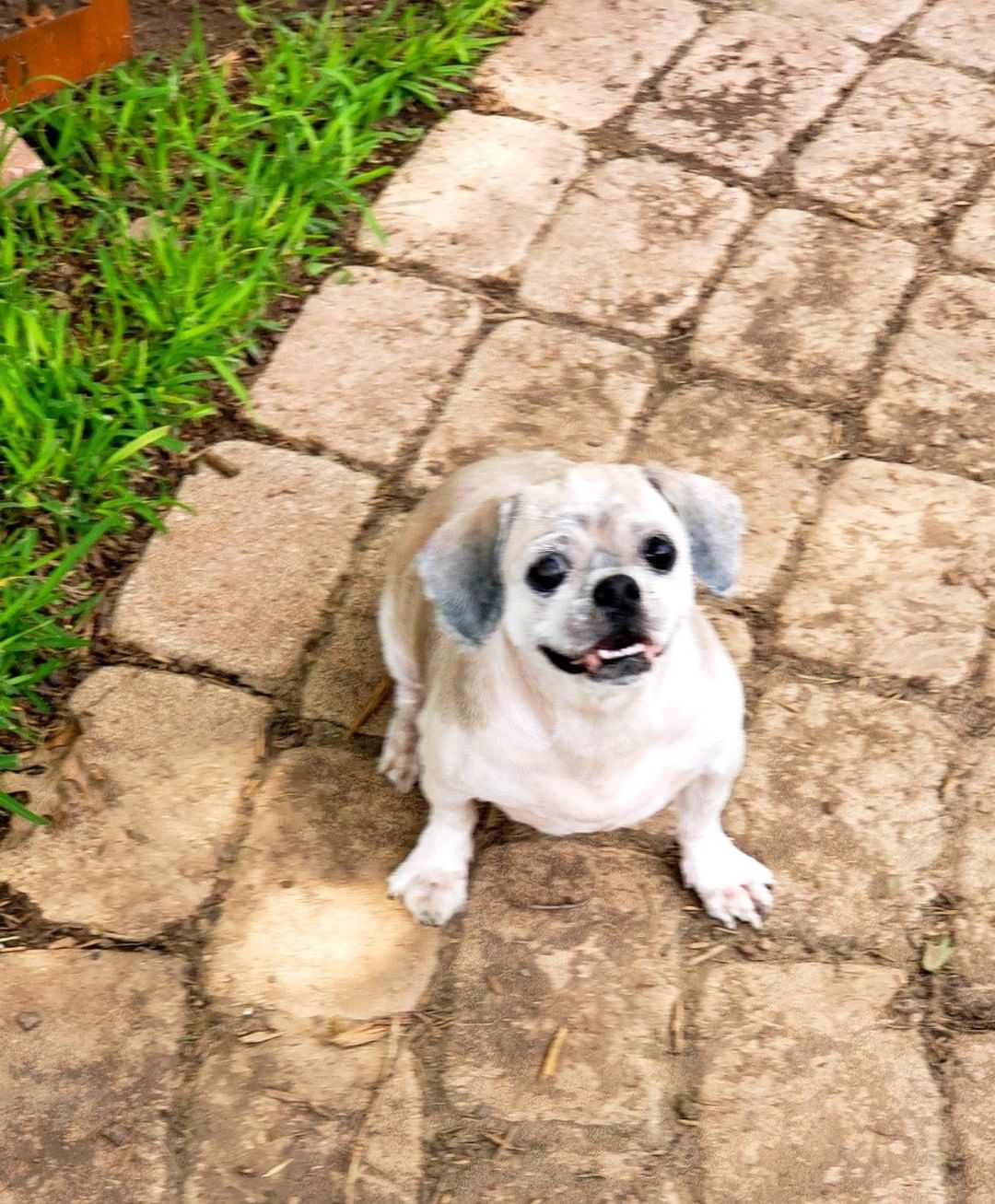 Helena is a 5 yr old , 15 lb ,  Female,  Lhasa Apso.  She is current on shots,  needs a spay and to have my Vet check her out.
Looks like she ad a hot spot on her back close to her tail and was shaved down completely. 
Thank you for picking her up for me today  Christina Caiñas Harrell