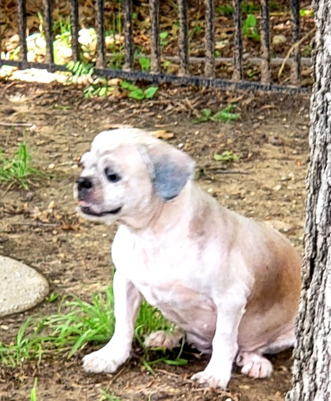 Helena is a 5 yr old , 15 lb ,  Female,  Lhasa Apso.  She is current on shots,  needs a spay and to have my Vet check her out.
Looks like she ad a hot spot on her back close to her tail and was shaved down completely. 
Thank you for picking her up for me today  Christina Caiñas Harrell