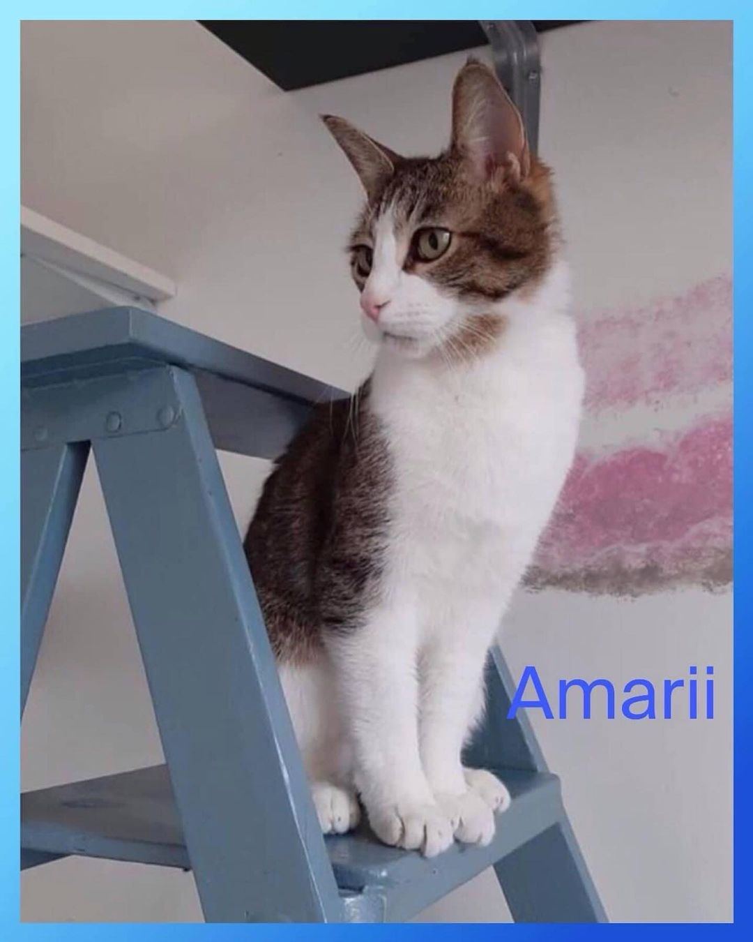 💙💙💙Cat of the Day💙💙💙
 💙💙💙AMARII💙💙💙
AMARII was adopted as a kitten and returned after 7 years!!! His former owner claimed he drools and she didn’t like that.  AMARII  is super shy but sweet.  He will come to you if you offer your hand.  He loves whole body rubs and he just melts into you when you pet him.  He is super affectionate and gives kisses when snuggling.  He is going to need a very special and patient adopter to love him and show him he will be ok.
Check out his video on YouTube.
<a target='_blank' href='https://www.instagram.com/explore/tags/faithful2felines/'>#faithful2felines</a>