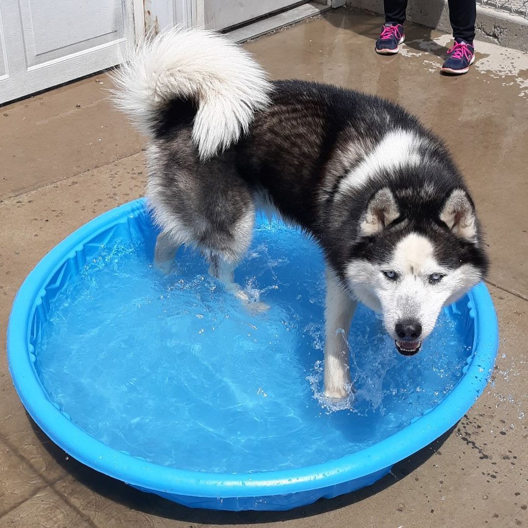 Pool time for Brutus!  <a target='_blank' href='https://www.instagram.com/explore/tags/northernchautauquacaninerescue/'>#northernchautauquacaninerescue</a> <a target='_blank' href='https://www.instagram.com/explore/tags/nccr/'>#nccr</a> <a target='_blank' href='https://www.instagram.com/explore/tags/adoptdontshop/'>#adoptdontshop</a> <a target='_blank' href='https://www.instagram.com/explore/tags/secondhanddogsmakefirstclasspets/'>#secondhanddogsmakefirstclasspets</a> <a target='_blank' href='https://www.instagram.com/explore/tags/adoptahusky/'>#adoptahusky</a>