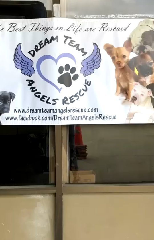 Dream Team Angels Rescue was able to raise enough money to sponsor a FREE clinic bus! We were able to help 29 doggies in San Bernardino and surrounding cities! Yesterday we met many great pet pawrents who got their doggies spayed/neutered, vaccinated, rabies shot, and microchipped. We were able to provide these families all this for FREE for their doggies because of your purchases from the Ifeelpitty apparel line and Donatello merchandise. 
The families were so appreciative that you cared enough to help strangers with their furbabies. So thanks to you, 29 doggies were fixed, vaccinated, and microchipped. ￼ ⭐️ when you spay 1 dog, you are actually saving over 67,000 dogs. One female dog and her babies can have over 67,000 puppies in a six-year time frame. This event saved over 2 million dogs! 
DTAR wants to thank all of you for helping these doggies. We want to especially thank Jennifer Rosengard and Daisy's Hope Foundation for coordinating and organizing this event and providing goodie bags for everyone with treats, toys, dental products, poop bags, and brushes. 

It takes a village to help the doggies and we are so honored to be part of this village. ￼

DTAR’s goal is to sponsor another clinic bus. So if you still want to get some great rescue merchandise and help other doggies, you can go to:

www.ifeelpitty.com 

Thank you again for making it possible for us to sponsor this important bus. We love our rescue village 💕🐾💕🐾