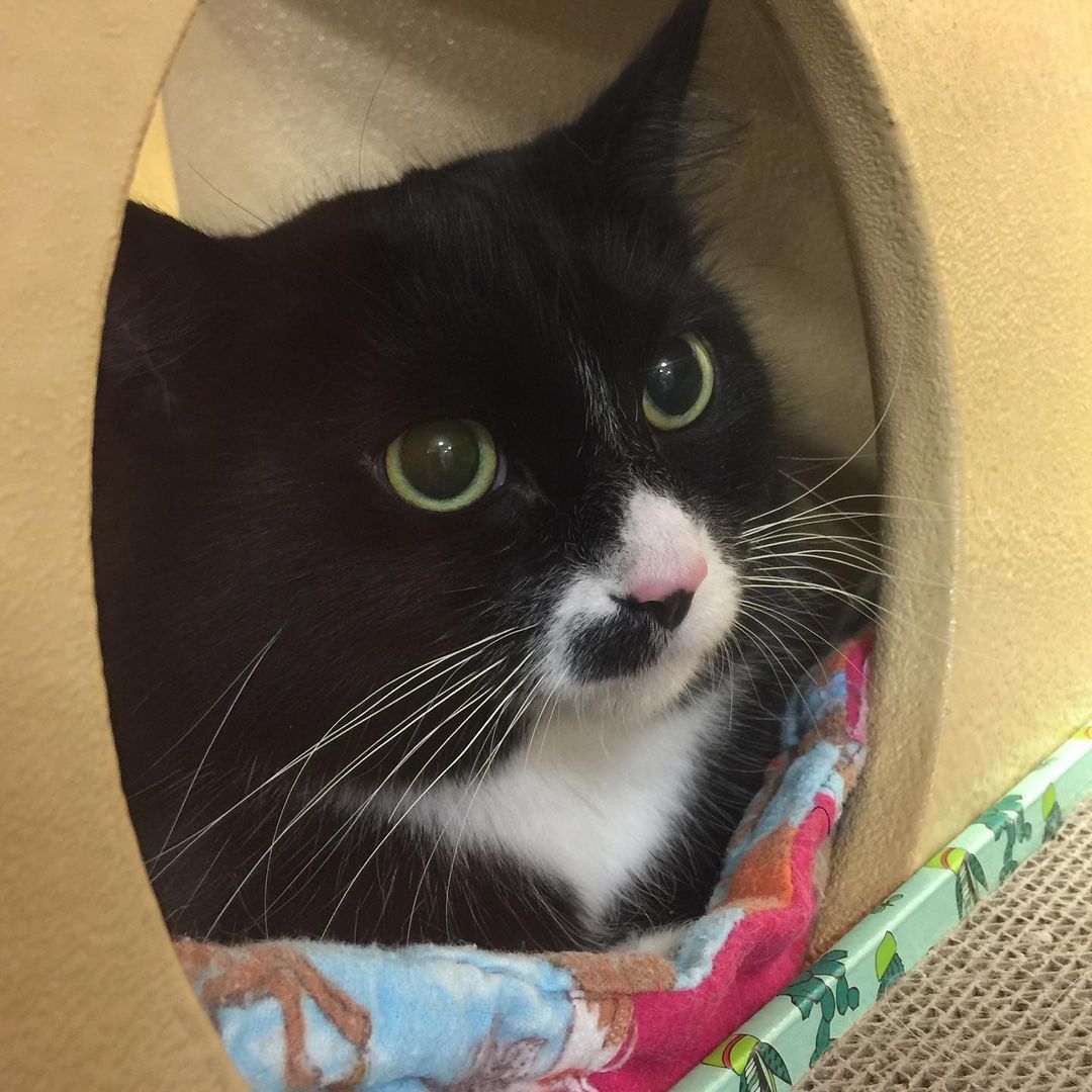 Nora is now at Petsmart in the cat adoption center!

Nora is a 2 year old spayed female, black and white tuxedo, domestic medium hair cat.🐈 
🐾
Nora came to us from a local shelter.

She is a friendly, curious cat who is full of sass! She likes attention on her terms as she is an independent cat woman. She prefers to explore her domain and on occasion, grace any human with her attention, and then she will be off again, exploring.
❤️🤘
She would do best in a home with adults and older children who are respectful of her boundaries and will not push her to be something he is not.

She does not like to be picked up and held.🚫

Nora may do well with other cats who give her space, we are still learning about her and her preferences.😌

Her adoption fee is $120.00.

✅ If you are interested in applying for one of our cats, please send us an inquiry through Petfinder. 

Please do not call our hotline about these cats.

———-
✅ PAR will be doing only pre-approved visits for the cats at PetSmart adoption center until further notice.

✅ PAR will be accepting applications and upon pre-approval, a PAR volunteer will facilitate the visit with the adoptable cat.

In an effort to maintain social distance, PetSmart Associates won’t be facilitating visits at the store in the cat adoption center.

✅ Please watch our FaceBook page for adoption event postings happening at the PetSmart in Sunrise Village, Puyallup. 

<a target='_blank' href='https://www.instagram.com/explore/tags/puyallupanimalrescue/'>#puyallupanimalrescue</a> <a target='_blank' href='https://www.instagram.com/explore/tags/adoptablecats/'>#adoptablecats</a> <a target='_blank' href='https://www.instagram.com/explore/tags/tuxedocat/'>#tuxedocat</a> <a target='_blank' href='https://www.instagram.com/explore/tags/cats/'>#cats</a> <a target='_blank' href='https://www.instagram.com/explore/tags/cat/'>#cat</a> <a target='_blank' href='https://www.instagram.com/explore/tags/rescuecat/'>#rescuecat</a> <a target='_blank' href='https://www.instagram.com/explore/tags/puyalluppetsmart/'>#puyalluppetsmart</a> <a target='_blank' href='https://www.instagram.com/explore/tags/petsmart10309/'>#petsmart10309</a>