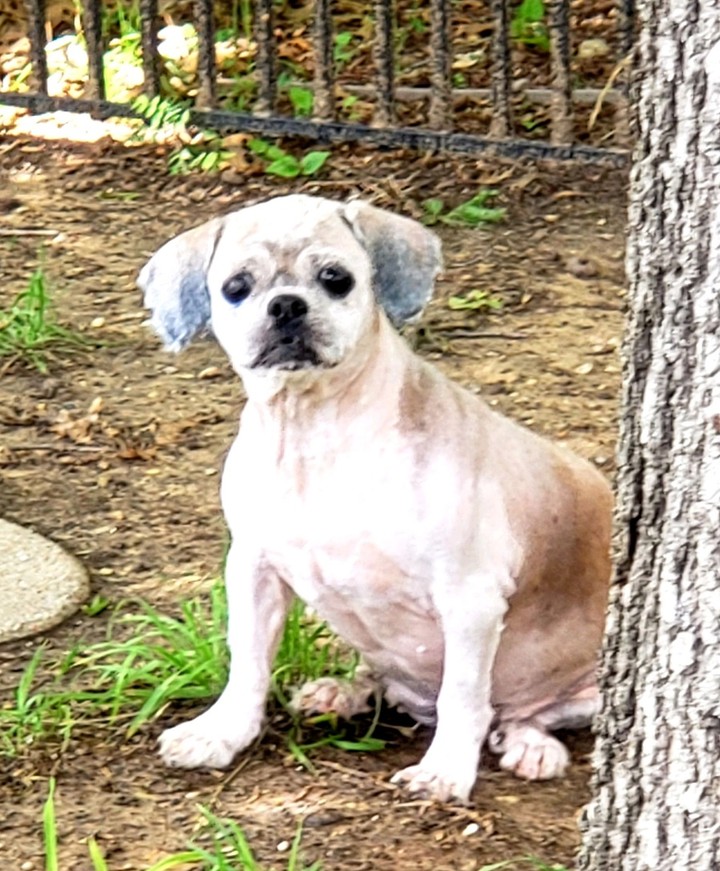 Helena is a 5 yr old , 15 lb ,  Female,  Lhasa Apso.  She is current on shots,  needs a spay and to have my Vet check her out.
Looks like she ad a hot spot on her back close to her tail and was shaved down completely. 
Thank you for picking her up for me today  Christina Caiñas Harrell