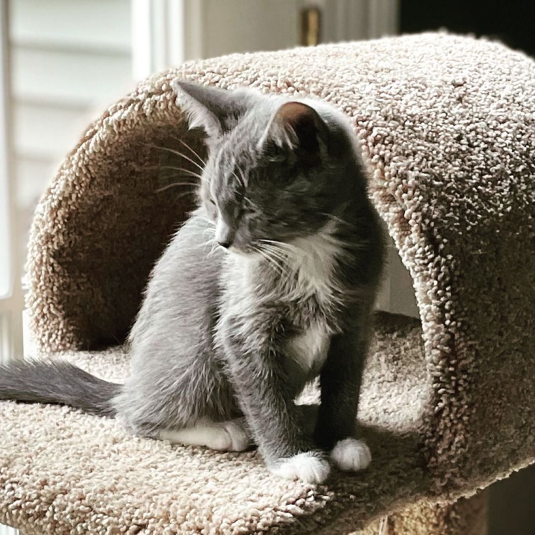 Hello HANDSOME <a target='_blank' href='https://www.instagram.com/explore/tags/rescuekittens/'>#rescuekittens</a> <a target='_blank' href='https://www.instagram.com/explore/tags/kittens/'>#kittens</a> <a target='_blank' href='https://www.instagram.com/explore/tags/kittensofinstagram/'>#kittensofinstagram</a> <a target='_blank' href='https://www.instagram.com/explore/tags/kittens_of_instagram/'>#kittens_of_instagram</a> <a target='_blank' href='https://www.instagram.com/explore/tags/kittenlove/'>#kittenlove</a> <a target='_blank' href='https://www.instagram.com/explore/tags/kittenlife/'>#kittenlife</a> <a target='_blank' href='https://www.instagram.com/explore/tags/itsacatsworld/'>#itsacatsworld</a> <a target='_blank' href='https://www.instagram.com/explore/tags/adoptakitten/'>#adoptakitten</a> <a target='_blank' href='https://www.instagram.com/explore/tags/adoptdontshop/'>#adoptdontshop</a> <a target='_blank' href='https://www.instagram.com/explore/tags/thetwocrazycatladies/'>#thetwocrazycatladies</a> <a target='_blank' href='https://www.instagram.com/explore/tags/catmojo/'>#catmojo</a> <a target='_blank' href='https://www.instagram.com/explore/tags/jacksongalaxy/'>#jacksongalaxy</a> <a target='_blank' href='https://www.instagram.com/explore/tags/kittenlady/'>#kittenlady</a>