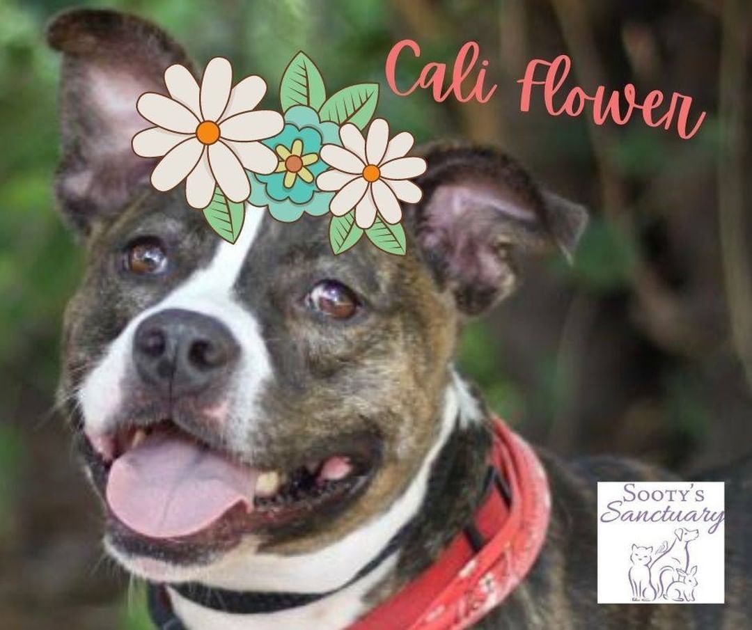 Hello! My name's Cali Flower. I'm around 5 years old and LOVE cuddles and watching my favorite person while on the couch. Sometimes you will wake up and I will be the big spoon😄 I need to be the only pet in the house, but I make up for it by giving you my un-divided attention always. I am looking for my forever home and would love to meet you. To set up a meet and greet or fill out an adoption application visit sootyssanctuary.org

<a target='_blank' href='https://www.instagram.com/explore/tags/sootyssanctuary/'>#sootyssanctuary</a> <a target='_blank' href='https://www.instagram.com/explore/tags/dogsofpensacola/'>#dogsofpensacola</a> <a target='_blank' href='https://www.instagram.com/explore/tags/pensacoladog/'>#pensacoladog</a> <a target='_blank' href='https://www.instagram.com/explore/tags/pensacoladogs/'>#pensacoladogs</a> <a target='_blank' href='https://www.instagram.com/explore/tags/pensacolaanimalrescue/'>#pensacolaanimalrescue</a> <a target='_blank' href='https://www.instagram.com/explore/tags/pensacolaanimalshelter/'>#pensacolaanimalshelter</a> <a target='_blank' href='https://www.instagram.com/explore/tags/pensacolapet/'>#pensacolapet</a> <a target='_blank' href='https://www.instagram.com/explore/tags/pensacolapets/'>#pensacolapets</a> <a target='_blank' href='https://www.instagram.com/explore/tags/pensacoladogrescue/'>#pensacoladogrescue</a> <a target='_blank' href='https://www.instagram.com/explore/tags/floridadog/'>#floridadog</a> <a target='_blank' href='https://www.instagram.com/explore/tags/floridadogs/'>#floridadogs</a> <a target='_blank' href='https://www.instagram.com/explore/tags/floridadoglife/'>#floridadoglife</a> <a target='_blank' href='https://www.instagram.com/explore/tags/floridadogrescue/'>#floridadogrescue</a> <a target='_blank' href='https://www.instagram.com/explore/tags/floridadogsofig/'>#floridadogsofig</a> <a target='_blank' href='https://www.instagram.com/explore/tags/floridadogsofinstagram/'>#floridadogsofinstagram</a> <a target='_blank' href='https://www.instagram.com/explore/tags/floridaanimalshelter/'>#floridaanimalshelter</a> <a target='_blank' href='https://www.instagram.com/explore/tags/adopted/'>#adopted</a> <a target='_blank' href='https://www.instagram.com/explore/tags/adoptdontshop/'>#adoptdontshop</a> <a target='_blank' href='https://www.instagram.com/explore/tags/floridadogsquad/'>#floridadogsquad</a>