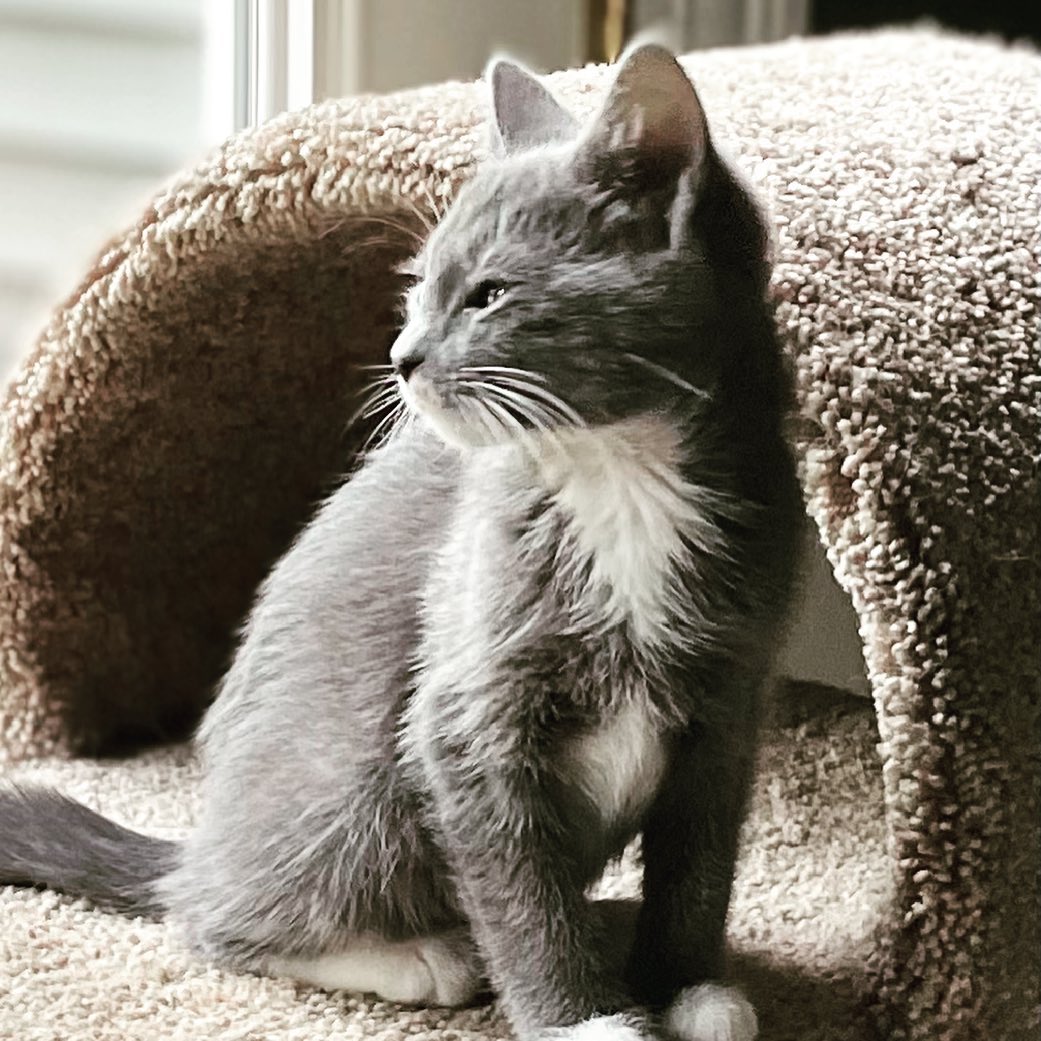 Hello HANDSOME <a target='_blank' href='https://www.instagram.com/explore/tags/rescuekittens/'>#rescuekittens</a> <a target='_blank' href='https://www.instagram.com/explore/tags/kittens/'>#kittens</a> <a target='_blank' href='https://www.instagram.com/explore/tags/kittensofinstagram/'>#kittensofinstagram</a> <a target='_blank' href='https://www.instagram.com/explore/tags/kittens_of_instagram/'>#kittens_of_instagram</a> <a target='_blank' href='https://www.instagram.com/explore/tags/kittenlove/'>#kittenlove</a> <a target='_blank' href='https://www.instagram.com/explore/tags/kittenlife/'>#kittenlife</a> <a target='_blank' href='https://www.instagram.com/explore/tags/itsacatsworld/'>#itsacatsworld</a> <a target='_blank' href='https://www.instagram.com/explore/tags/adoptakitten/'>#adoptakitten</a> <a target='_blank' href='https://www.instagram.com/explore/tags/adoptdontshop/'>#adoptdontshop</a> <a target='_blank' href='https://www.instagram.com/explore/tags/thetwocrazycatladies/'>#thetwocrazycatladies</a> <a target='_blank' href='https://www.instagram.com/explore/tags/catmojo/'>#catmojo</a> <a target='_blank' href='https://www.instagram.com/explore/tags/jacksongalaxy/'>#jacksongalaxy</a> <a target='_blank' href='https://www.instagram.com/explore/tags/kittenlady/'>#kittenlady</a>