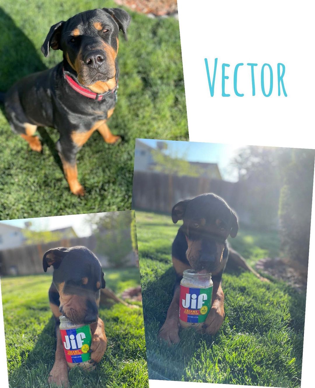 ADOPTABLE✨
Vector is searching for the right family that will understand his boundaries + support him in being the most successful boy in the home!
He has got to be one of the sweetest big boys out there (seriously) & he LOVES his humans a lot..
Vector will not however, be suitable for a home with small animals, anyone under 15 or that will have lots of strange people coming in & out. No exceptions.
He is not a “dog park” dog or an off leash hiker but definitely loves the active life where he can get it⛰
Vector is also very chill & just likes to hang or go for car rides!
He does very well with larger dogs & successfully lived with one in his previous home. 
He is a Shar Pei X Rottweiler about 2.5 yrs old, 85 lbs, housebroken, neutered, microchipped, UTD vaccinations, crate trained & knows basic commands.
This kid does have a bite history & we will discuss that if you’re interested but we have no doubt that with responsible people, he will live a safe, happy & wonderful life & make YOU very, very happy🥰
Adoption donation fee $180