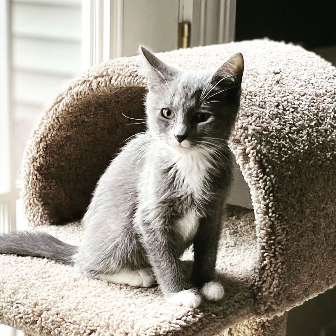 Hello HANDSOME <a target='_blank' href='https://www.instagram.com/explore/tags/rescuekittens/'>#rescuekittens</a> <a target='_blank' href='https://www.instagram.com/explore/tags/kittens/'>#kittens</a> <a target='_blank' href='https://www.instagram.com/explore/tags/kittensofinstagram/'>#kittensofinstagram</a> <a target='_blank' href='https://www.instagram.com/explore/tags/kittens_of_instagram/'>#kittens_of_instagram</a> <a target='_blank' href='https://www.instagram.com/explore/tags/kittenlove/'>#kittenlove</a> <a target='_blank' href='https://www.instagram.com/explore/tags/kittenlife/'>#kittenlife</a> <a target='_blank' href='https://www.instagram.com/explore/tags/itsacatsworld/'>#itsacatsworld</a> <a target='_blank' href='https://www.instagram.com/explore/tags/adoptakitten/'>#adoptakitten</a> <a target='_blank' href='https://www.instagram.com/explore/tags/adoptdontshop/'>#adoptdontshop</a> <a target='_blank' href='https://www.instagram.com/explore/tags/thetwocrazycatladies/'>#thetwocrazycatladies</a> <a target='_blank' href='https://www.instagram.com/explore/tags/catmojo/'>#catmojo</a> <a target='_blank' href='https://www.instagram.com/explore/tags/jacksongalaxy/'>#jacksongalaxy</a> <a target='_blank' href='https://www.instagram.com/explore/tags/kittenlady/'>#kittenlady</a>