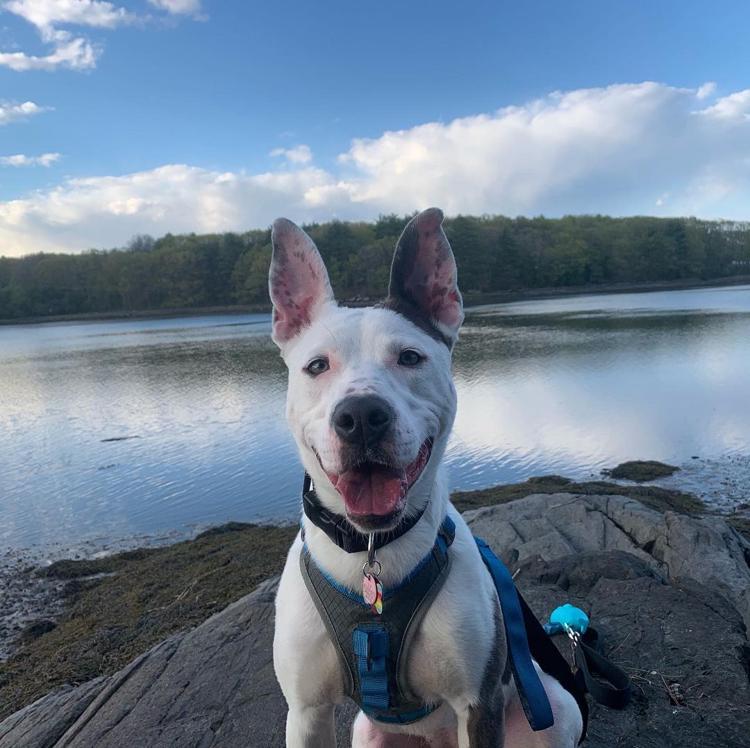 Neva is living her BEST life! Thank you to all of our adopters who give our pups a fabulous life 💚🐾
<a target='_blank' href='https://www.instagram.com/explore/tags/adopt/'>#adopt</a> <a target='_blank' href='https://www.instagram.com/explore/tags/gogreen/'>#gogreen</a> <a target='_blank' href='https://www.instagram.com/explore/tags/arkalumni/'>#arkalumni</a> <a target='_blank' href='https://www.instagram.com/explore/tags/thegreenark/'>#thegreenark</a> <a target='_blank' href='https://www.instagram.com/explore/tags/rescuedogsofinstagram/'>#rescuedogsofinstagram</a> <a target='_blank' href='https://www.instagram.com/explore/tags/love/'>#love</a> <a target='_blank' href='https://www.instagram.com/explore/tags/fosteringsaveslives/'>#fosteringsaveslives</a>