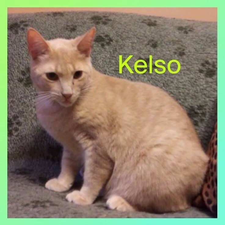 💚💛💚Cat of the Day💚💛💚
 💛💚💛KELSO💛💚💛
Kelso is used to the company of other cats.  He is quite timid, but just needs a little reassurance that he is safe.  He also has a chronic minor eye issue that causes one eye to be a little bit runny off and on, but it doesn't bother him.  It just needs to be wipe with a wet cottonball.  Give him a chance, and you will find him to be an extremely gentle, loving cat who enjoys snuggles and belly rubs and chasing the red dot.  He also has the cutest squeak of a mew.  He will need a very patient adopter.
Check out his video on youTube!
<a target='_blank' href='https://www.instagram.com/explore/tags/faithful2felines/'>#faithful2felines</a>