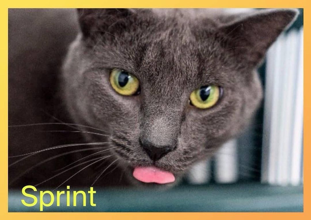 🧡💛🧡Cat of the Day🧡💛🧡
 💛🧡💛SPRINT💛🧡💛
SPRINT is our ghost cat - you don't even know that he is in the room if you don't look for him.  He came to us as a stray in danger when the weather was so cold in 2019.  He is a typical cat and only wants attention when he wants it.  He loves to sit in high spots and survey the land. If  you pet his head he will melt into your hand and pretty much beg for more.  He has a very soft shiny gray coat.  Do not come in and expect to have Sprint in your lap.  You will need to climb on the ladder to give him love.  We truly believe that in a quiet, patient house SPRINT will blossom.  The key word is patient.  If you are looking for an independent cat SPRINT is your boy!!! SPRINT came to us in January 2019.
DOB: January 2018
Check out his video on youTube!
<a target='_blank' href='https://www.instagram.com/explore/tags/faithful2felines/'>#faithful2felines</a>