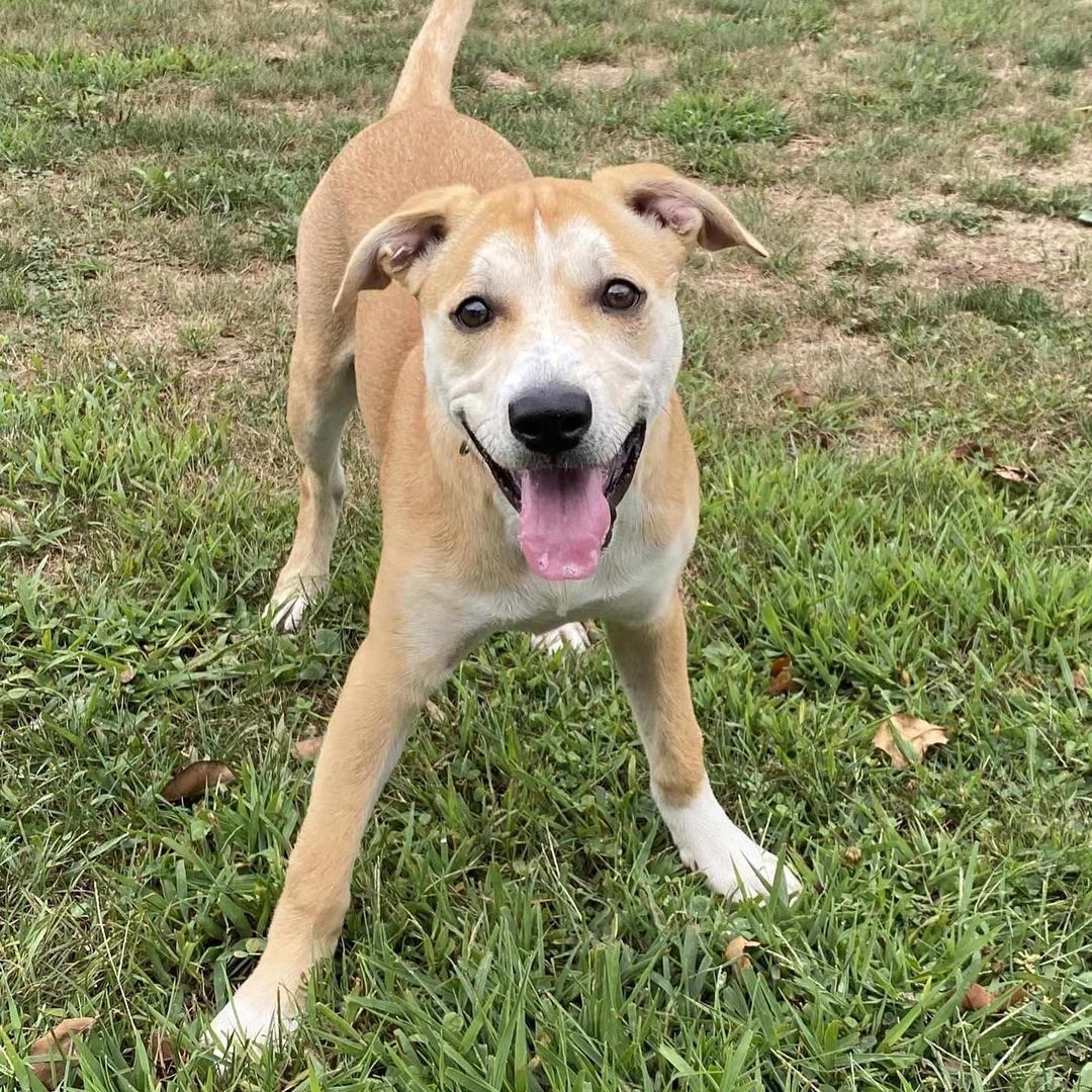 FOUR dogs in ONE week!!! ‼️🤪
ARC just accepted four new dogs into our shelter, each one cuter than the next!! We know we will have A LOT of interest for everyone in this group so if anyone seems right for you, please fill out an application and email it to Vicki@nokillarc.org. 

First up is Quinn! Quinn is a gorgeous one year old girl with a long, medium build. Quinn needs a home without small children but she loves older children. Quinn takes some time to warm up but once she does she’s a total love bug!

Next we have Louie!! Louie is a handsome, 65lb, male, black lab. He is 5 years old and full of great lab energy! Louie is looking for an active family that can show him how to enjoy life’s adventures! 

Forrest is our next young, striking, black lab gentleman. Forrest is 3 years old and has never lived in a home. Forrest will need someone willing to teach him how to feel safe and loved, but given his young age he shouldn’t have any trouble learning. We think another dog in the home would help him thrive. He is being treated for skin irritation but it’s expected that with some TLC he will have a shiny black coat again. 

Marley is also a 3 year old lab that has never lived in a home. He too is being treated for some skin issues but we have no doubt that once healed, his yellow fur will match his brilliant yellow eyes! Marley is the biggest of the bunch at 81 pounds and would love to have a canine playmate to help him learn the comforts of home life. 

All dogs are spayed/neutered, up to date on shots and microchipped upon adoption. 
✅ If you are interested in adopting, please go to our website nokillarc.org, fill out an adoption application and email it to Vicki@nokillarc.org <a target='_blank' href='https://www.instagram.com/explore/tags/adoptdontshop/'>#adoptdontshop</a> <a target='_blank' href='https://www.instagram.com/explore/tags/shelterdogsofinstagram/'>#shelterdogsofinstagram</a> <a target='_blank' href='https://www.instagram.com/explore/tags/dogsofinstagram/'>#dogsofinstagram</a> <a target='_blank' href='https://www.instagram.com/explore/tags/labsofinstagram/'>#labsofinstagram</a> <a target='_blank' href='https://www.instagram.com/explore/tags/blacklabsofinstagram/'>#blacklabsofinstagram</a> <a target='_blank' href='https://www.instagram.com/explore/tags/yellowlabsofinstagram/'>#yellowlabsofinstagram</a> <a target='_blank' href='https://www.instagram.com/explore/tags/huskiesofinstagram/'>#huskiesofinstagram</a> <a target='_blank' href='https://www.instagram.com/explore/tags/muttstagram/'>#muttstagram</a> <a target='_blank' href='https://www.instagram.com/explore/tags/adoptables/'>#adoptables</a> <a target='_blank' href='https://www.instagram.com/explore/tags/adorable/'>#adorable</a> <a target='_blank' href='https://www.instagram.com/explore/tags/bloomsburgpa/'>#bloomsburgpa</a> <a target='_blank' href='https://www.instagram.com/explore/tags/bloomsburg/'>#bloomsburg</a> <a target='_blank' href='https://www.instagram.com/explore/tags/pennsylvania/'>#pennsylvania</a>