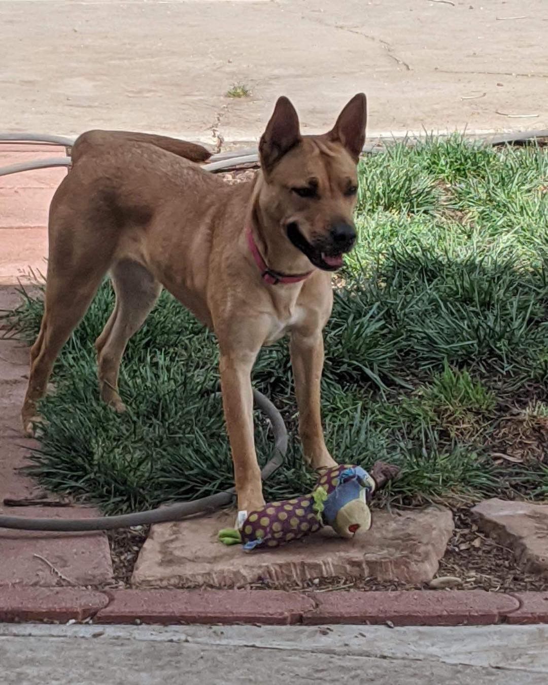 I’m not really sure why, but I’m still here looking for my forever home. 

I mean, who *doesn’t* want an adorable big eared girl with impeccable manners and lots if love? 

I’m not perfect, but is anyone? So I don’t like other girl dogs, and I have prey drive so a home with little dogs or kitties isn’t an option for me. So what? 

I’m still a good girl. I’m still smart and funny, and I have a great personality. I just want to make you happy, and I love adventures. I can’t believe there isn’t one person in Albuquerque with a nice boy fog or no dogs, looking for a girl like me! 

I’ve had meet and greets and these people always say how wonderful I am... and then they disappear never to be heard from again. I don’t understand. 

If you’re looking for an adventure dog who’s cool with the boys, or alone please fill out the adoption application at the link in bio.  My adoption fee is $250 and I’m already vetted and obedience trained because I graduated from the PAWS program. 

If you aren’t looking for a girl like me, can you please share? I want to go home! 

Xoxo, 

Ava