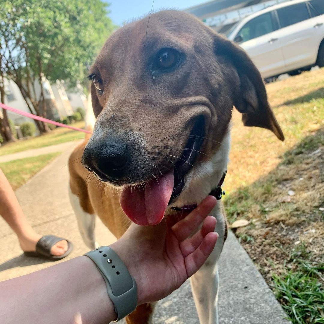 Midge is up for adoption! She is truly one of the sweetest dogs you will ever meet! <a target='_blank' href='https://www.instagram.com/explore/tags/adoptdontshop/'>#adoptdontshop</a> <a target='_blank' href='https://www.instagram.com/explore/tags/rescuedogsofinstagram/'>#rescuedogsofinstagram</a> <a target='_blank' href='https://www.instagram.com/explore/tags/beagle/'>#beagle</a> <a target='_blank' href='https://www.instagram.com/explore/tags/beaglerescue/'>#beaglerescue</a>
