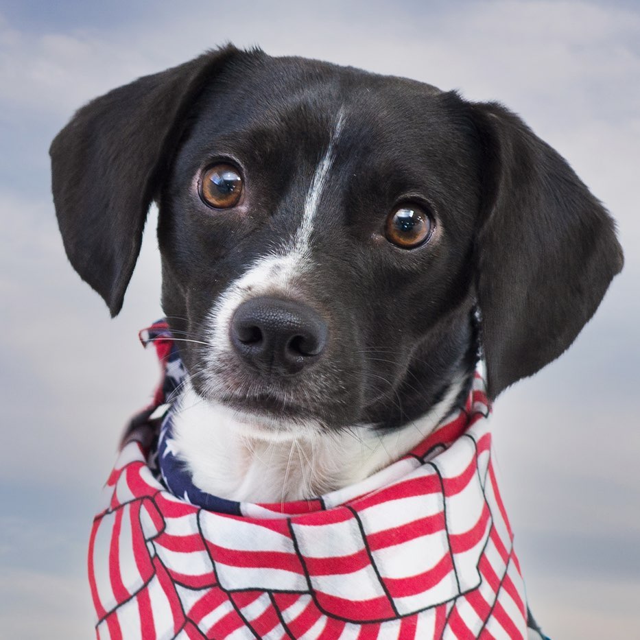 Cooper has just arrived!  He’s a 2 yr. old friendly and full of energy Beagle mix!  <a target='_blank' href='https://www.instagram.com/explore/tags/northernchautauquacaninerescue/'>#northernchautauquacaninerescue</a> <a target='_blank' href='https://www.instagram.com/explore/tags/nccr/'>#nccr</a> <a target='_blank' href='https://www.instagram.com/explore/tags/beaglemix/'>#beaglemix</a> <a target='_blank' href='https://www.instagram.com/explore/tags/adoptashelterdog/'>#adoptashelterdog</a> <a target='_blank' href='https://www.instagram.com/explore/tags/giveadogahome/'>#giveadogahome</a>