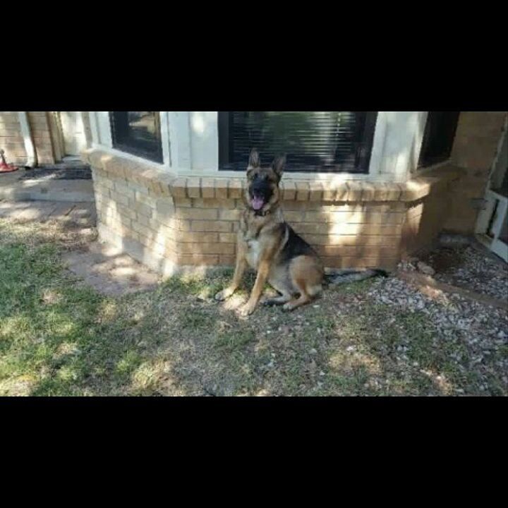 Allie is a 3 year old German Shepard. She is house trained, friendly with other large dogs and children. No small animals please. She has been spayed. Sweet temperament. Her family had to move away and she needs a new furever home. Can someone please foster Allie until we get her adopted?