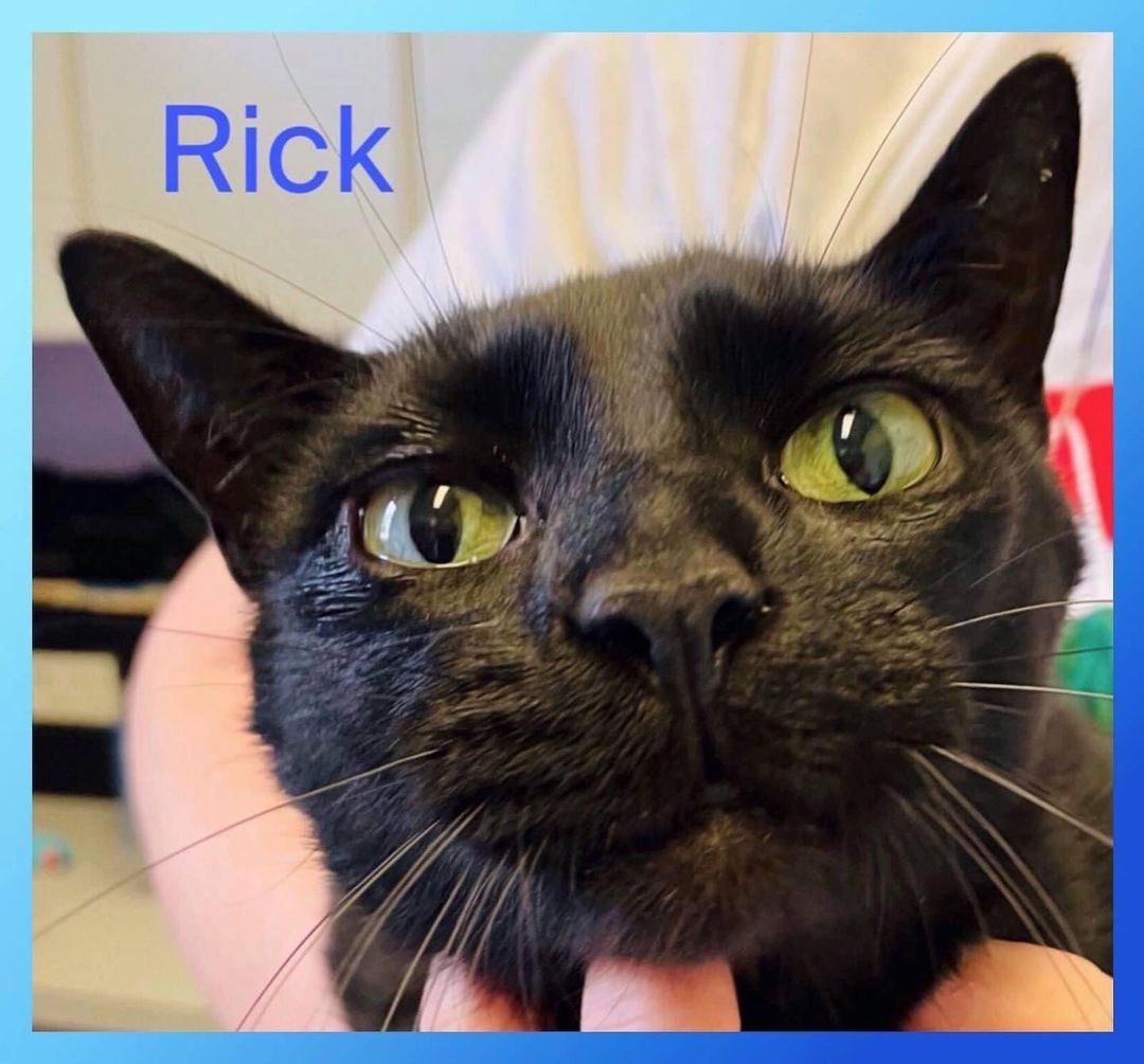 💙💚💙Sunday Senior💙💚💙
 💚💙💚RICK💚💙💚
RICK was adopted as a kitten but sadly his owner's living arrangements have changed and she has to move to a home where someone is highly allergic to cats.  She is devastated and RICK is too.  He is very, very scared at the shelter.  His whole world has been turned upside down.
RICK is a front declaw!
The following is bio information given by his former owner.  She did call him Sebastian but for record keeping we are using his original name.
RICK is AMAZING!!! He will be shy at first and very scared until he gets to know you.  A quiet house would be the best fit for him.  He loves to be on your lap or squeezed in the chair beside you.  He talks to you if you are talking on the phone or singing.  He will reach out his paw to touch your face.  He knows when you are upset and will reach his paw out to you.  He loves to play with mice that have catnip in them and will chase them if you throw them.  He, also, likes to play with fleece strips.  He will lay down in your path and wait for belly rubs.  He will let you know if his food or water bowl are low.  He needs to be close to his person all the time.  He needs to be close to his person all the time - if you move to a different chair he moves with you.  If you love him he will love you right back.
Please help him get over the trauma of being separated from the only person he has known since he was a kitten.
<a target='_blank' href='https://www.instagram.com/explore/tags/faithful2felines/'>#faithful2felines</a>