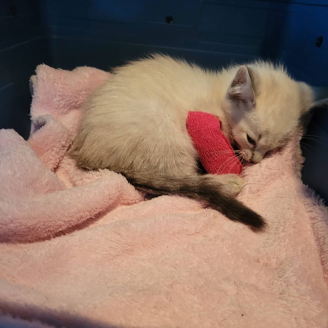 Named Almond Joy by the attending vet, we have a very sick, very weak little Siamese baby girl in our care. She has spent the night in the hospital, getting the best of care but is not out of the woods yet. Donations to offset her medical care are much appreciated and we will continue to keep you updated on her prognosis and hopefully progress over the next few days. Please send your good thoughts to Almond Joy. <a target='_blank' href='https://www.instagram.com/explore/tags/saveourstrays/'>#saveourstrays</a> <a target='_blank' href='https://www.instagram.com/explore/tags/siamesecat/'>#siamesecat</a> <a target='_blank' href='https://www.instagram.com/explore/tags/siamesekitten/'>#siamesekitten</a> <a target='_blank' href='https://www.instagram.com/explore/tags/adoptdontshop/'>#adoptdontshop</a>