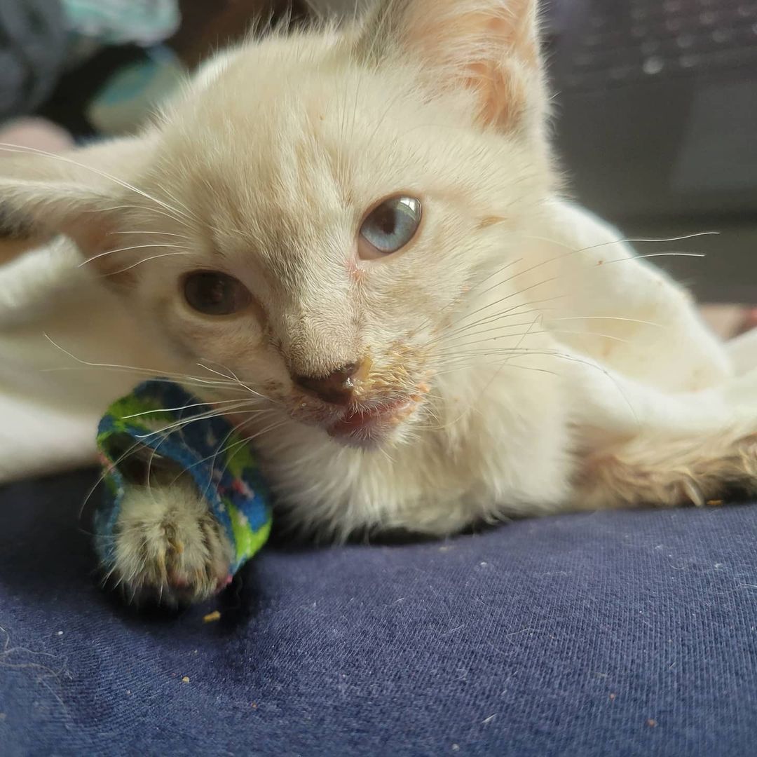 Little Almond Joy still feels very bad and is still very weak. She is lifting her head a little and she did stretch her legs and spread her toes, so we are happy to celebrate the smallest achievements. She is still receiving fluids and IV medications (IV catheter in her colorfully bandaged leg). Syringe feeding is still necessary. She has spiked a temperature this afternoon. Almond Joy is far from out of the woods, but our little girl with the beautiful blue eyes is a fighter. She has an upper respiratory infection and coccidia. On the bright side, she is negative for FeLV and FIV. Keep those positive thoughts coming her way, she definitely needs them. We appreciate any help with her medical expenses. <a target='_blank' href='https://www.instagram.com/explore/tags/saveourstrays/'>#saveourstrays</a> <a target='_blank' href='https://www.instagram.com/explore/tags/siamesecat/'>#siamesecat</a> <a target='_blank' href='https://www.instagram.com/explore/tags/siamesekittens/'>#siamesekittens</a> <a target='_blank' href='https://www.instagram.com/explore/tags/adoptdontshop/'>#adoptdontshop</a> <a target='_blank' href='https://www.instagram.com/explore/tags/donationsneeded/'>#donationsneeded</a> <a target='_blank' href='https://www.instagram.com/explore/tags/donate/'>#donate</a>