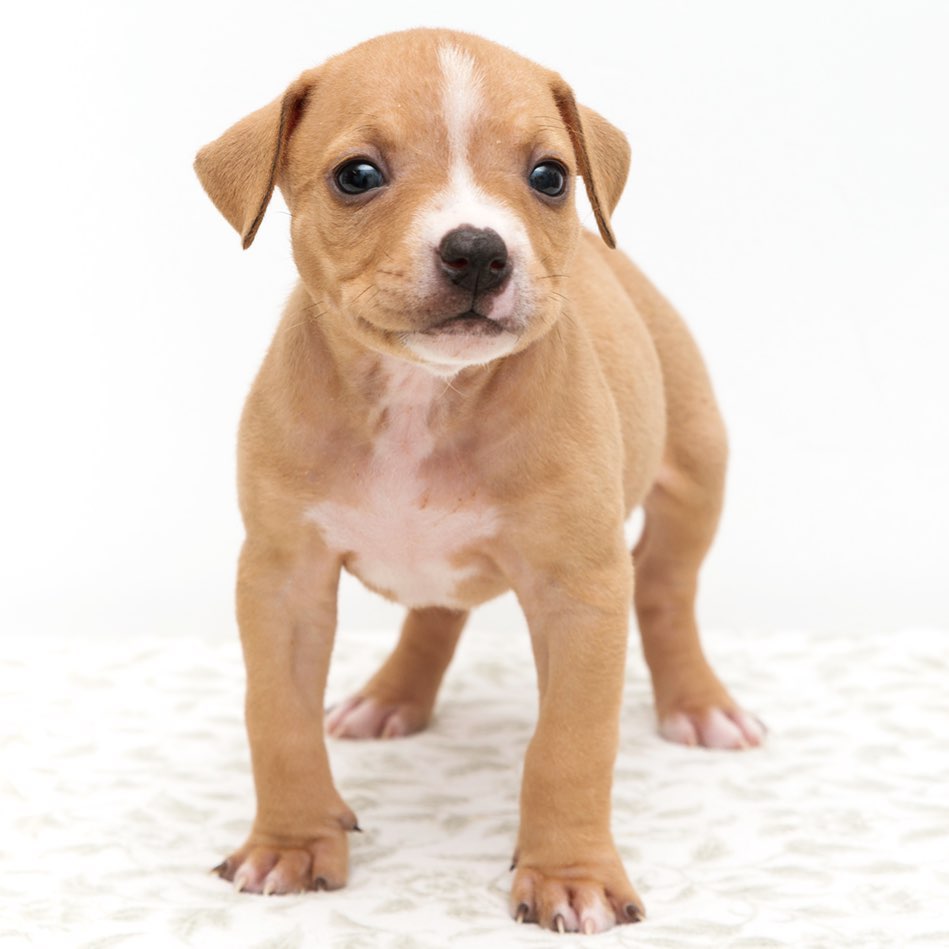 Little Katie is one of 8 pups who will be ready for a home the weekend of the 12th!  <a target='_blank' href='https://www.instagram.com/explore/tags/northernchautauquacaninerescue/'>#northernchautauquacaninerescue</a> <a target='_blank' href='https://www.instagram.com/explore/tags/nccr/'>#nccr</a> <a target='_blank' href='https://www.instagram.com/explore/tags/adoptapup/'>#adoptapup</a> <a target='_blank' href='https://www.instagram.com/explore/tags/pitpuppy/'>#pitpuppy</a> <a target='_blank' href='https://www.instagram.com/explore/tags/kpup/'>#kpup</a>