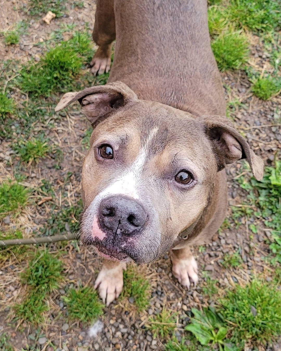 *Adopted 🥳* So smitten with Blue!  This sweet 6yr old teddy bear is all love and affection. He's the cuddle buddy you've been missing in your life!  Blue's previous owners described him as playful, affectionate, loving, and laid back. 

What's your favorite series to binge watch?  That's Blue's favorite, too! 👌

Do you like hiking trails and exploring outside?  So does Blue! 🐕

What's your favorite color?  I bet it's Blue! 💙

Have you been wondering where your shadow has been?  It's Blue!  He's been waiting for you at @acctphilly 🐶

Blue is dog-friendly, and has previously lived with two cats. He's just a happy, social teddy bear 🧸 Blue can get extra excited so he would do best adopted into a forever home with grown children or adults only. 

Blue knows sit, lay down, and paw -- he's also such a gentleman walking beside you on leash and is totally housetrained! 

Ready to meet your new cuddle buddy?  Blue is waiting for you at ACCT Philly -- available for foster or adopt.