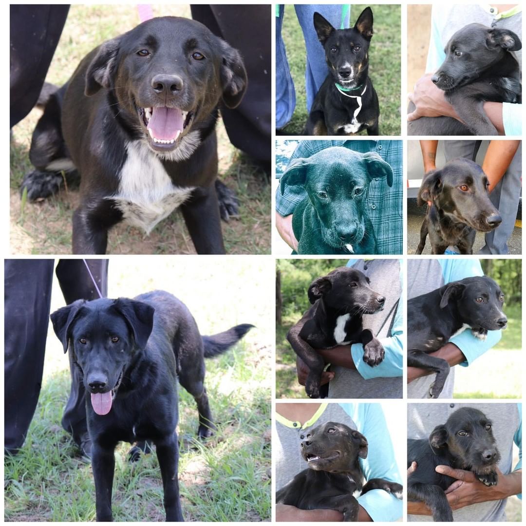 Oregon friends, meet our black dogs looking for a forever home. 🖤🐶🖤
Did you know black dogs are often over looked for adoption?

Saturday June 5th (9am-5pm)
Sunday June 6 (10am-5pm)
Tanasbourne Petsmart 
1295 NW 185th Ave
Hillsboro, OR 97006