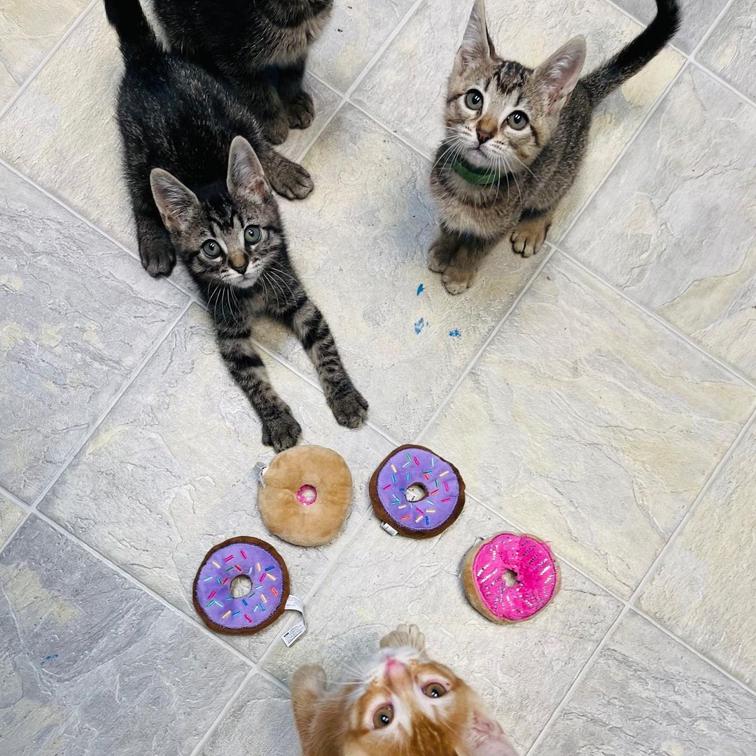 <a target='_blank' href='https://www.instagram.com/explore/tags/latergram/'>#latergram</a> Yesterday was National Donut Day! The day got away from us taking care of so many kittens and we forgot to post. But we can’t not post pictures of our adorable Friends Litter who just got fixed! (Well everyone but Rachel, she’s the tiniest.) <a target='_blank' href='https://www.instagram.com/explore/tags/adoptdontshop/'>#adoptdontshop</a> <a target='_blank' href='https://www.instagram.com/explore/tags/nationaldonutday/'>#nationaldonutday</a> <a target='_blank' href='https://www.instagram.com/explore/tags/friendsreunion/'>#friendsreunion</a>