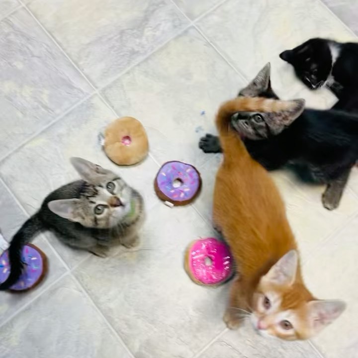 <a target='_blank' href='https://www.instagram.com/explore/tags/latergram/'>#latergram</a> Yesterday was National Donut Day! The day got away from us taking care of so many kittens and we forgot to post. But we can’t not post pictures of our adorable Friends Litter who just got fixed! (Well everyone but Rachel, she’s the tiniest.) <a target='_blank' href='https://www.instagram.com/explore/tags/adoptdontshop/'>#adoptdontshop</a> <a target='_blank' href='https://www.instagram.com/explore/tags/nationaldonutday/'>#nationaldonutday</a> <a target='_blank' href='https://www.instagram.com/explore/tags/friendsreunion/'>#friendsreunion</a>