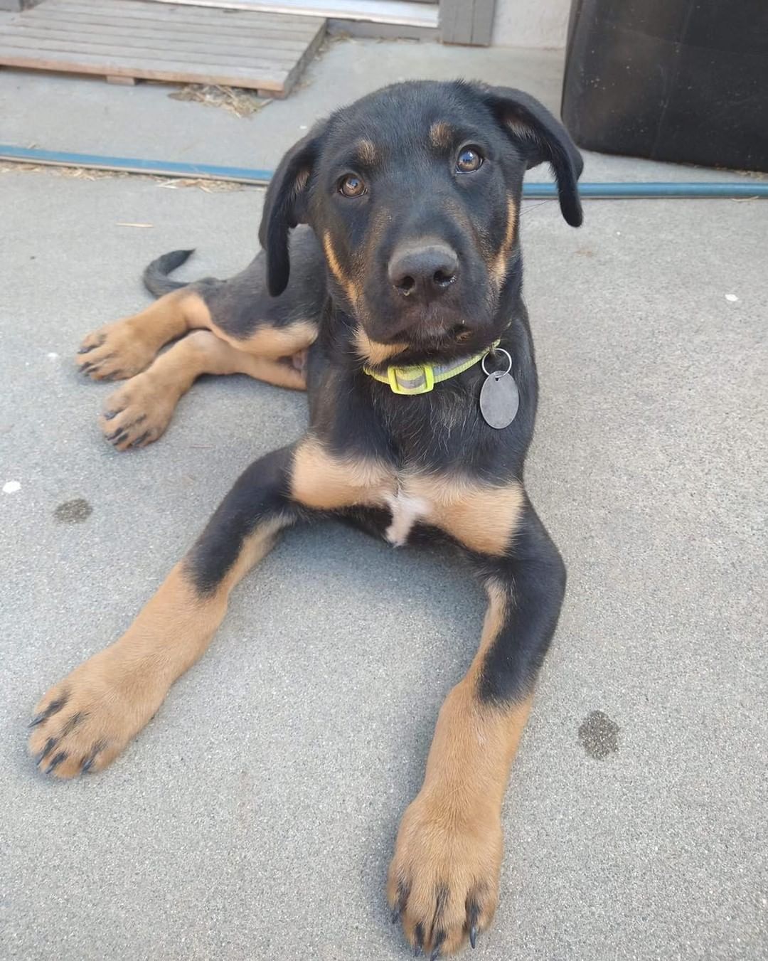 Meet Buckee one of the lab mix pups.  See his full bio at www.Gcgsr.org/dog_pages/2021/buckee.html

If interested, please complete our Adoption Questionnaire and Supplemental Puppy Questionnaire which you can find at www.Gcgsr.org/adopt_info.html.