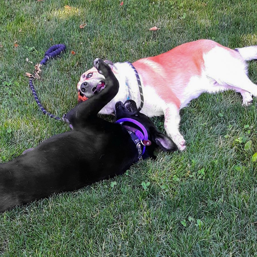 When possible we try to match the dogs with a pal to hang out with. Gator and Onyx are the newest match and have been doing great together!  <a target='_blank' href='https://www.instagram.com/explore/tags/northernchautauquacaninerescue/'>#northernchautauquacaninerescue</a> <a target='_blank' href='https://www.instagram.com/explore/tags/nccr/'>#nccr</a> <a target='_blank' href='https://www.instagram.com/explore/tags/playtimefun/'>#playtimefun</a>  <a target='_blank' href='https://www.instagram.com/explore/tags/adoptashelterdog/'>#adoptashelterdog</a>