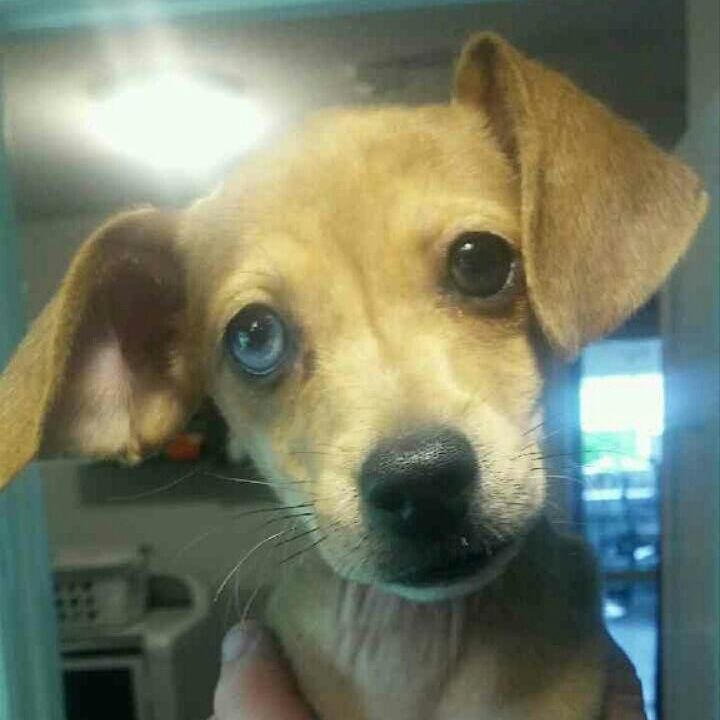 Everlee, 13 weeks old, female, Doxie mix 
Jade, 13 weeks old, female, doxie mix