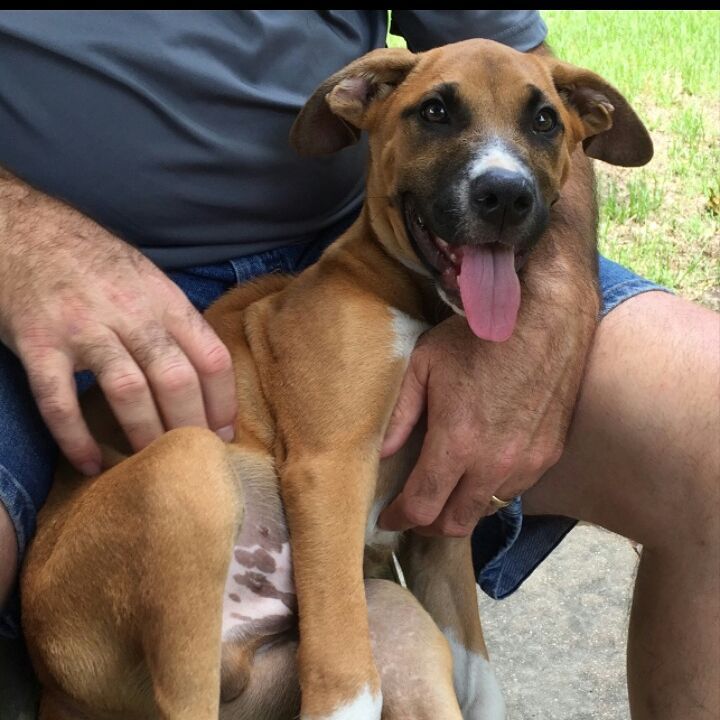 Bogart, 13 weeks, male, blue tic/terroir mix

Bishop, 13 weeks, male, blue tick/terroir mix