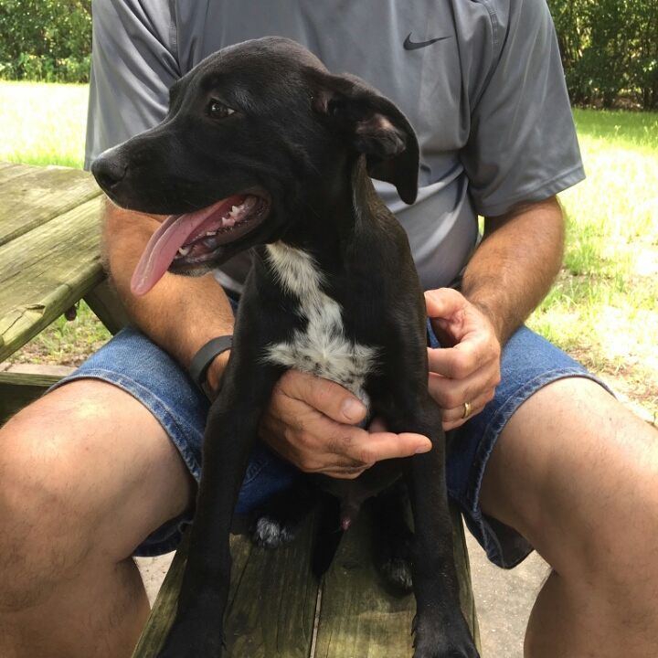 Bogart, 13 weeks, male, blue tic/terroir mix

Bishop, 13 weeks, male, blue tick/terroir mix