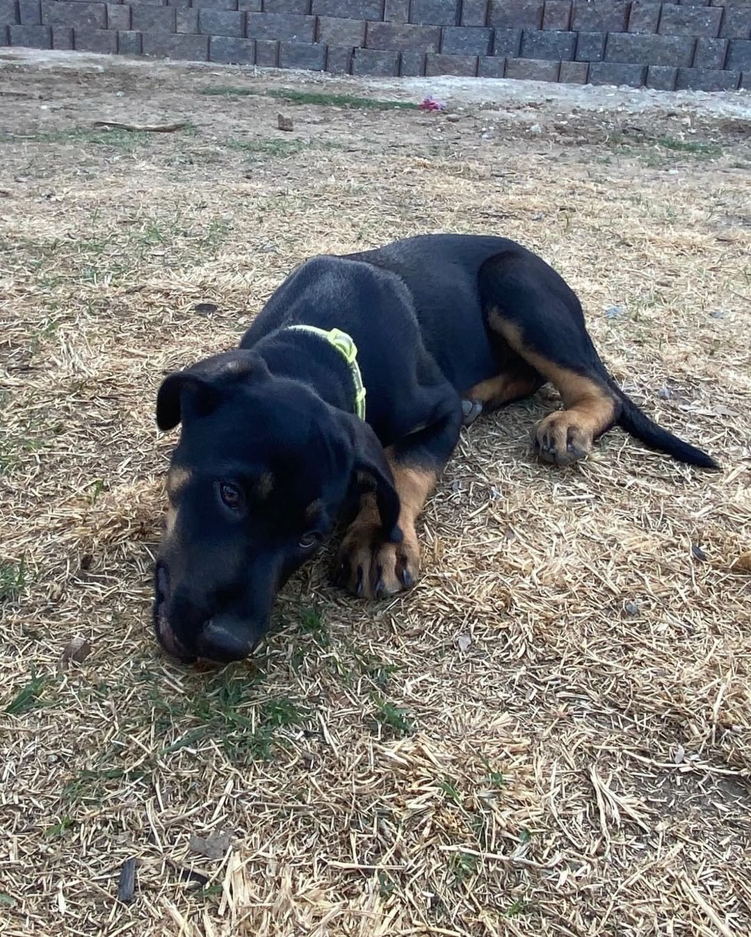 Meet Buckee one of the lab mix pups.  See his full bio at www.Gcgsr.org/dog_pages/2021/buckee.html

If interested, please complete our Adoption Questionnaire and Supplemental Puppy Questionnaire which you can find at www.Gcgsr.org/adopt_info.html.