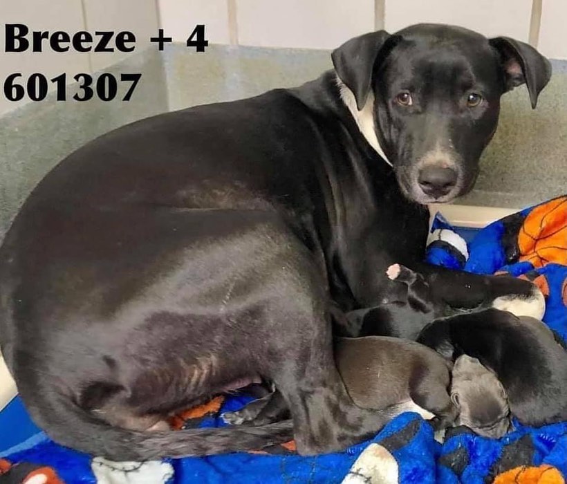 Foster found :)

SHORT TERM FOSTER URGENTLY NEEDED!

Mama Breeze and her four, 6.5 week old puppies urgently need a foster starting midday Saturday, June 5th! They only need a foster for 1.5 weeks until pups can go into foster to adopt homes.

This brave mother gave birth to her 4 pups in the chaotic environment of the high-kill city shelter in San Antonio. Red Fern pulled them in early May and they have spent the last month in a foster home in Texas but are now headed to Denver Colorado this Saturday. 

All supplies are provided. Mama and puppies are all super sweet and they do not deserve to go to boarding. Please consider fostering. It’s only 1.5 weeks of pure content and satisfaction.

Please complete an online application:
https://redfernanimalrescue.org/foster/