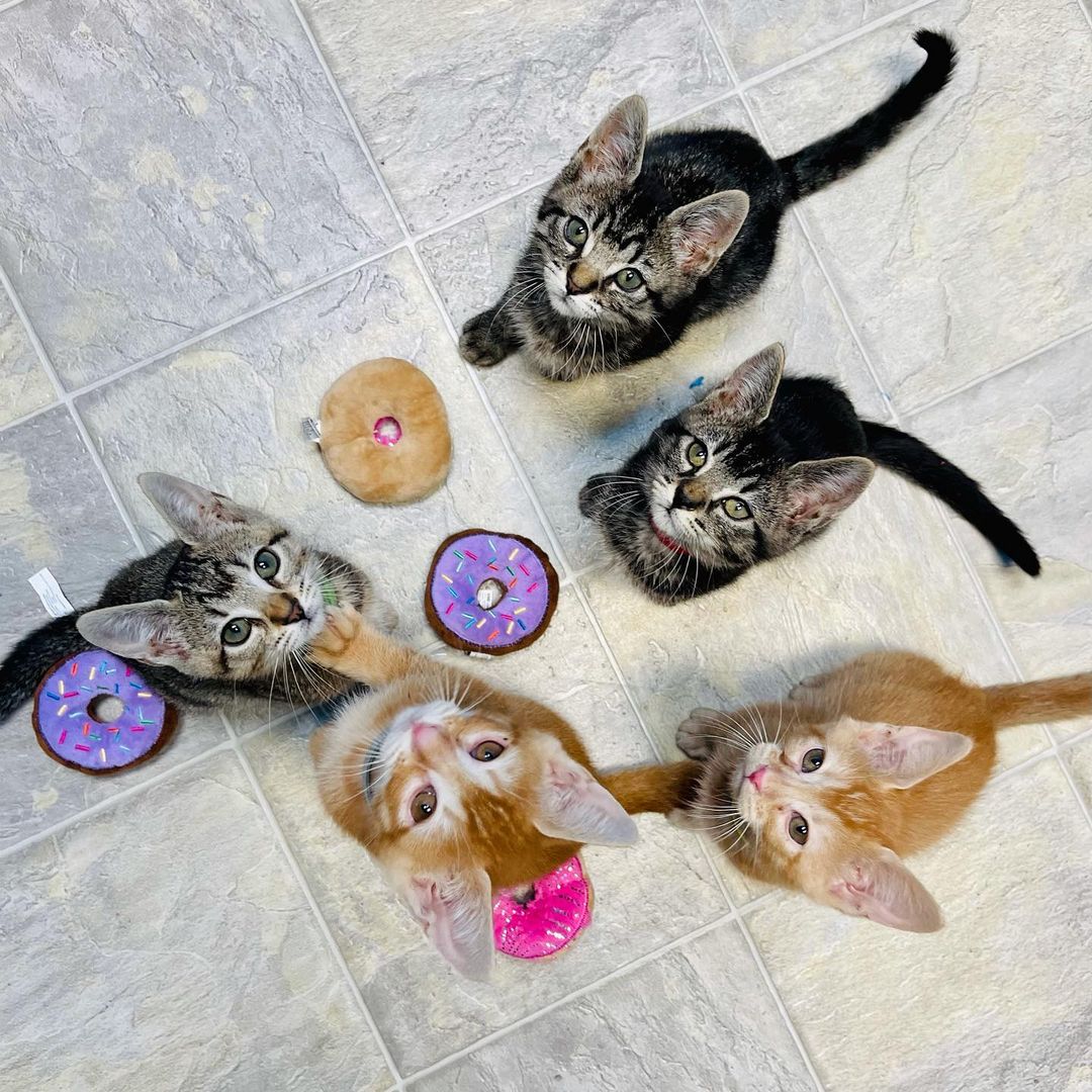 <a target='_blank' href='https://www.instagram.com/explore/tags/latergram/'>#latergram</a> Yesterday was National Donut Day! The day got away from us taking care of so many kittens and we forgot to post. But we can’t not post pictures of our adorable Friends Litter who just got fixed! (Well everyone but Rachel, she’s the tiniest.) <a target='_blank' href='https://www.instagram.com/explore/tags/adoptdontshop/'>#adoptdontshop</a> <a target='_blank' href='https://www.instagram.com/explore/tags/nationaldonutday/'>#nationaldonutday</a> <a target='_blank' href='https://www.instagram.com/explore/tags/friendsreunion/'>#friendsreunion</a>