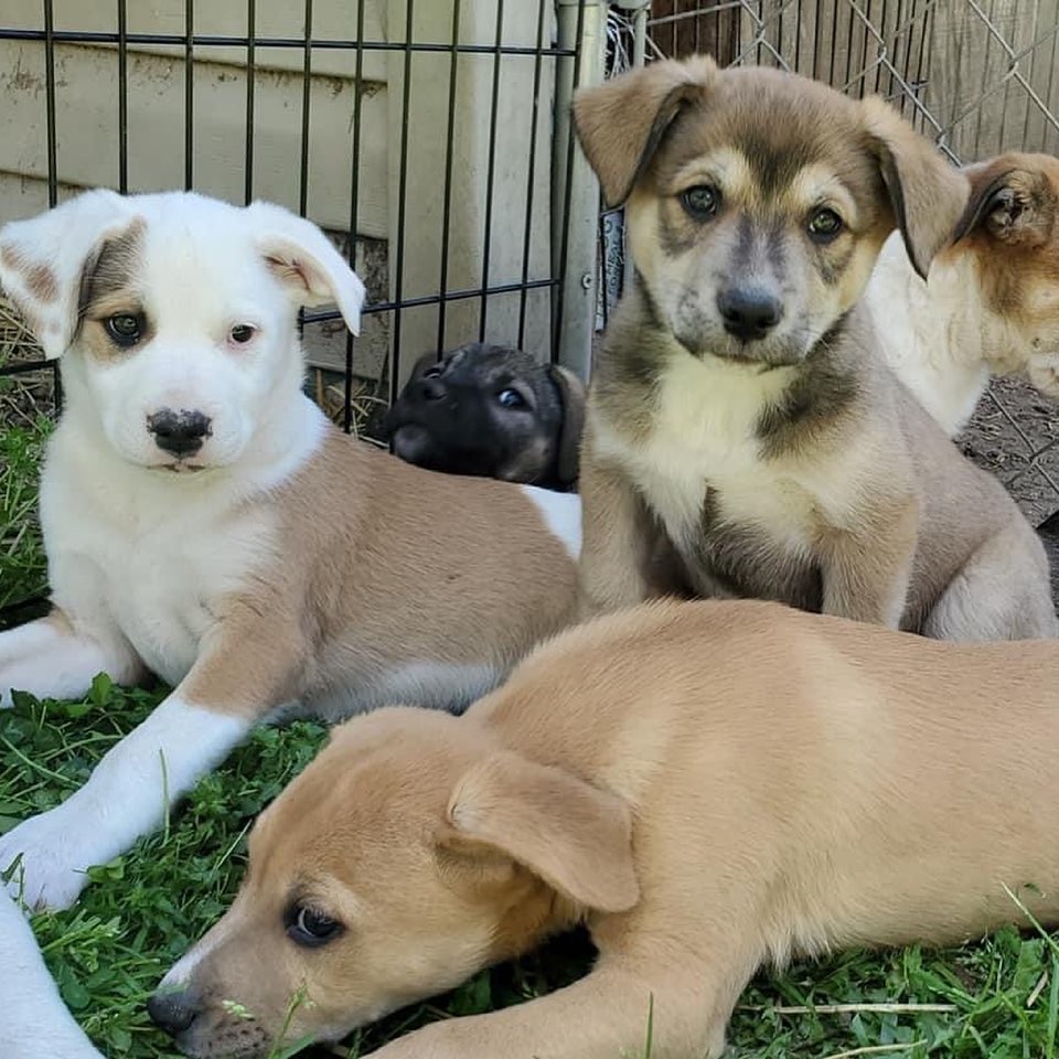We’re back on Instagram folks! Here are some of the dogs we’ve placed while we were MIA.

Swipe to see our latest medical rescue! ⏩

<a target='_blank' href='https://www.instagram.com/explore/tags/dog/'>#dog</a> <a target='_blank' href='https://www.instagram.com/explore/tags/dogrescue/'>#dogrescue</a> <a target='_blank' href='https://www.instagram.com/explore/tags/rescuedogsofinstagram/'>#rescuedogsofinstagram</a> <a target='_blank' href='https://www.instagram.com/explore/tags/dogsofinstagram/'>#dogsofinstagram</a> <a target='_blank' href='https://www.instagram.com/explore/tags/puppyrescue/'>#puppyrescue</a> <a target='_blank' href='https://www.instagram.com/explore/tags/rescuedog/'>#rescuedog</a> <a target='_blank' href='https://www.instagram.com/explore/tags/mowigglebutts/'>#mowigglebutts</a>