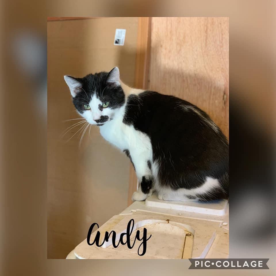 Andy and Opie, they are both very playful and great with other cats. They don’t really like being picked up or petted, but both are friendly with humans. Not hissy, just prefer their space.
They’re 7 months old, neutered, microchipped and UTD on vaccines. Adoption application ⬇️

https://us05.sheltermanager.com/service?account=cc0893&method=online_form_html&formid=6&fbclid=IwAR3GZmCPftL_4aFWfirDPunpyTgTujAtgHvp6bNoeaqwk-fptbZqMJUUFDw