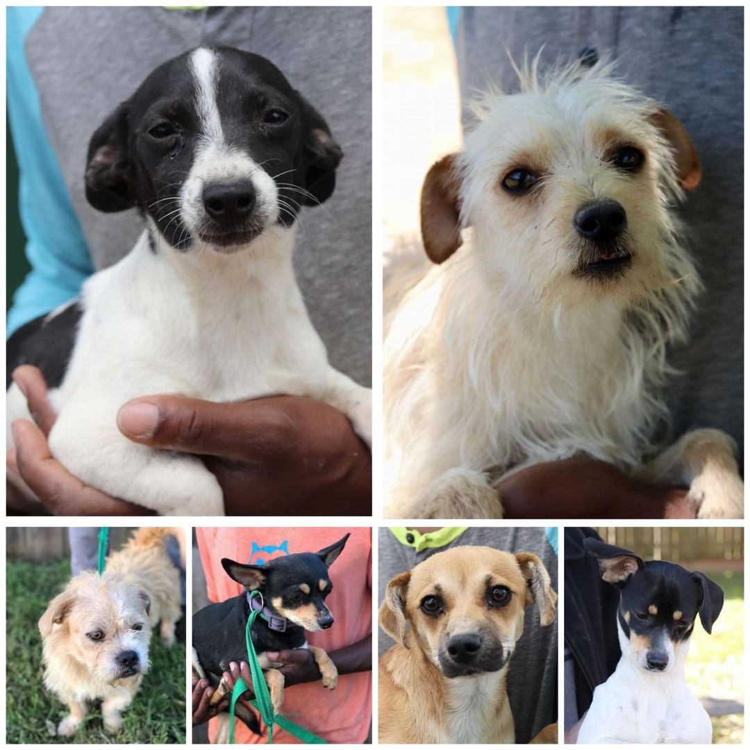 Oregon friends, meet our small adult dogs looking for a forever home. 💛🐶

Saturday June 5th (9am-5pm)
Sunday June 6 (10am-5pm)
Tanasbourne Petsmart 
1295 NW 185th Ave
Hillsboro, OR 97006