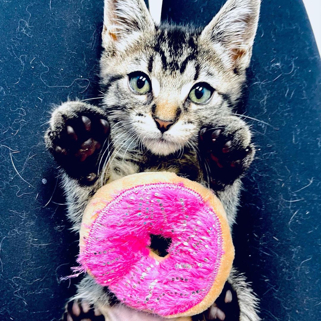 <a target='_blank' href='https://www.instagram.com/explore/tags/latergram/'>#latergram</a> Yesterday was National Donut Day! The day got away from us taking care of so many kittens and we forgot to post. But we can’t not post pictures of our adorable Friends Litter who just got fixed! (Well everyone but Rachel, she’s the tiniest.) <a target='_blank' href='https://www.instagram.com/explore/tags/adoptdontshop/'>#adoptdontshop</a> <a target='_blank' href='https://www.instagram.com/explore/tags/nationaldonutday/'>#nationaldonutday</a> <a target='_blank' href='https://www.instagram.com/explore/tags/friendsreunion/'>#friendsreunion</a>