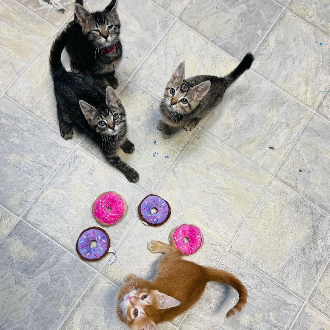 <a target='_blank' href='https://www.instagram.com/explore/tags/latergram/'>#latergram</a> Yesterday was National Donut Day! The day got away from us taking care of so many kittens and we forgot to post. But we can’t not post pictures of our adorable Friends Litter who just got fixed! (Well everyone but Rachel, she’s the tiniest.) <a target='_blank' href='https://www.instagram.com/explore/tags/adoptdontshop/'>#adoptdontshop</a> <a target='_blank' href='https://www.instagram.com/explore/tags/nationaldonutday/'>#nationaldonutday</a> <a target='_blank' href='https://www.instagram.com/explore/tags/friendsreunion/'>#friendsreunion</a>