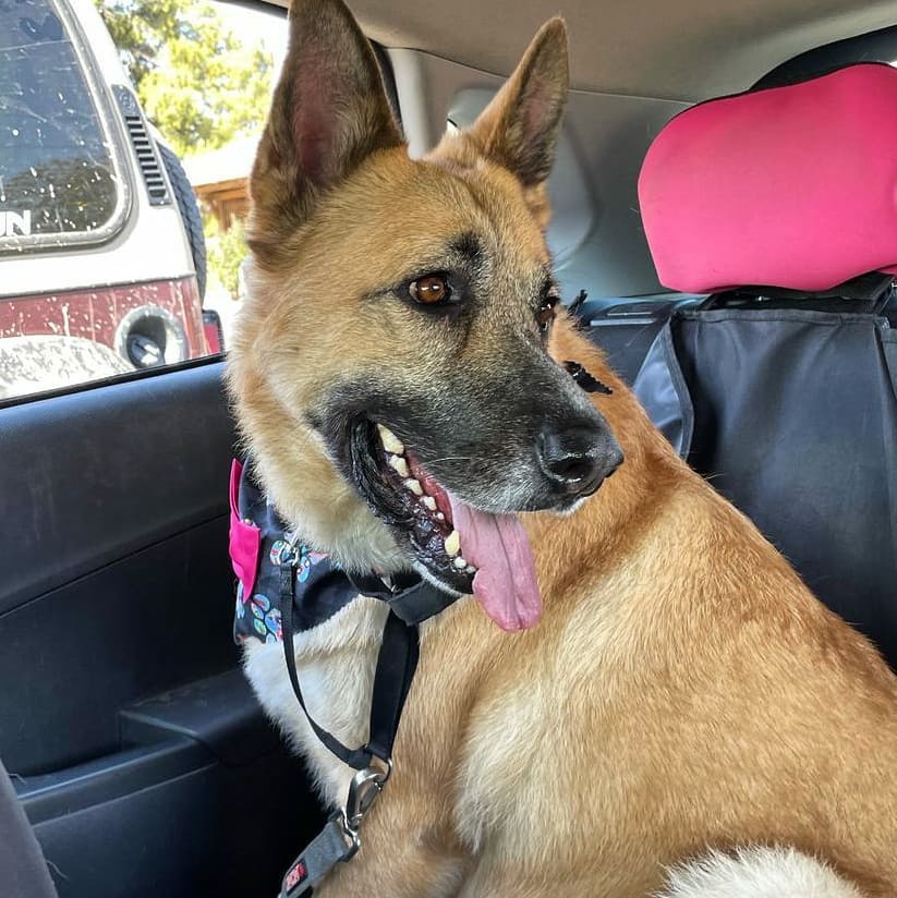 This super sweet German Shepherd is still looking for his forever home. He is a total sweetheart, is house trained and crate trained, good with other dogs and knows basic commands. He is pretty much the perfect dog. Why hasn't he been adopted yet? He's also in need of a foster so if you're not able to commit to a permanent adoption, still reach out! <a target='_blank' href='https://www.instagram.com/explore/tags/dogs/'>#dogs</a> <a target='_blank' href='https://www.instagram.com/explore/tags/dog/'>#dog</a> <a target='_blank' href='https://www.instagram.com/explore/tags/doglove/'>#doglove</a> <a target='_blank' href='https://www.instagram.com/explore/tags/doglover/'>#doglover</a>  <a target='_blank' href='https://www.instagram.com/explore/tags/animalfriends/'>#animalfriends</a>  <a target='_blank' href='https://www.instagram.com/explore/tags/dogsofinstagram/'>#dogsofinstagram</a> <a target='_blank' href='https://www.instagram.com/explore/tags/dogsofinstaworld/'>#dogsofinstaworld</a> <a target='_blank' href='https://www.instagram.com/explore/tags/dogs_of_world/'>#dogs_of_world</a> <a target='_blank' href='https://www.instagram.com/explore/tags/cutedog/'>#cutedog</a> <a target='_blank' href='https://www.instagram.com/explore/tags/dogs_of_instagram/'>#dogs_of_instagram</a> <a target='_blank' href='https://www.instagram.com/explore/tags/dogsofcalifornia/'>#dogsofcalifornia</a> <a target='_blank' href='https://www.instagram.com/explore/tags/focuseddog/'>#focuseddog</a> <a target='_blank' href='https://www.instagram.com/explore/tags/dogsandpals/'>#dogsandpals</a> <a target='_blank' href='https://www.instagram.com/explore/tags/happydog/'>#happydog</a> <a target='_blank' href='https://www.instagram.com/explore/tags/loveddog/'>#loveddog</a> <a target='_blank' href='https://www.instagram.com/explore/tags/spoileddog/'>#spoileddog</a> <a target='_blank' href='https://www.instagram.com/explore/tags/dogstagram/'>#dogstagram</a> <a target='_blank' href='https://www.instagram.com/explore/tags/animals/'>#animals</a> <a target='_blank' href='https://www.instagram.com/explore/tags/animalfriends/'>#animalfriends</a> <a target='_blank' href='https://www.instagram.com/explore/tags/animallovers/'>#animallovers</a> <a target='_blank' href='https://www.instagram.com/explore/tags/saveallanimals/'>#saveallanimals</a> <a target='_blank' href='https://www.instagram.com/explore/tags/loveallanimals/'>#loveallanimals</a> <a target='_blank' href='https://www.instagram.com/explore/tags/dogsofinstaworld/'>#dogsofinstaworld</a> <a target='_blank' href='https://www.instagram.com/explore/tags/dogsofig/'>#dogsofig</a>
<a target='_blank' href='https://www.instagram.com/explore/tags/germanshepherd/'>#germanshepherd</a>