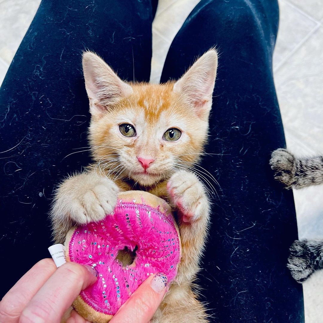 <a target='_blank' href='https://www.instagram.com/explore/tags/latergram/'>#latergram</a> Yesterday was National Donut Day! The day got away from us taking care of so many kittens and we forgot to post. But we can’t not post pictures of our adorable Friends Litter who just got fixed! (Well everyone but Rachel, she’s the tiniest.) <a target='_blank' href='https://www.instagram.com/explore/tags/adoptdontshop/'>#adoptdontshop</a> <a target='_blank' href='https://www.instagram.com/explore/tags/nationaldonutday/'>#nationaldonutday</a> <a target='_blank' href='https://www.instagram.com/explore/tags/friendsreunion/'>#friendsreunion</a>